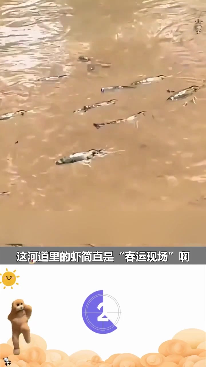 罕见奇观!河道虾群集体逃亡,潮汐演绎惊心动魄 “虾潮” 