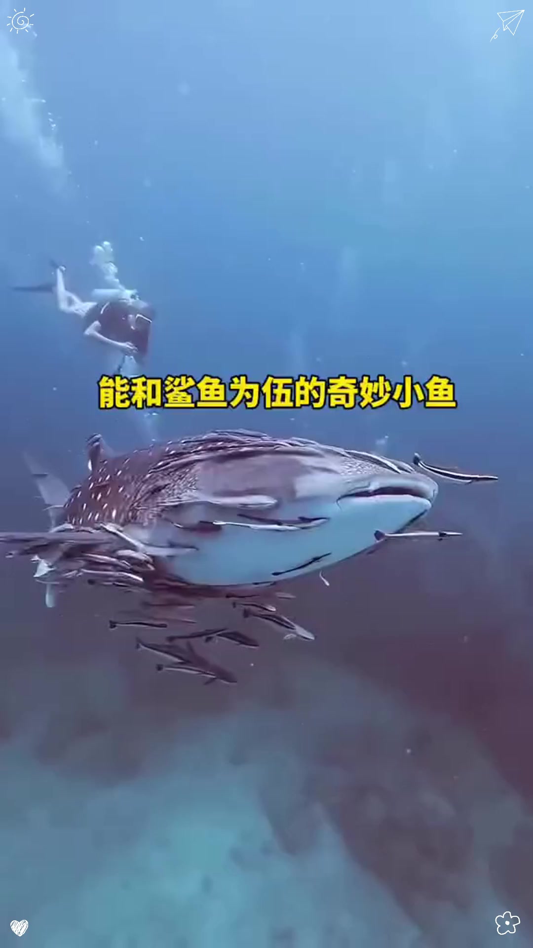 能和鲨鱼为伍的奇妙小鱼