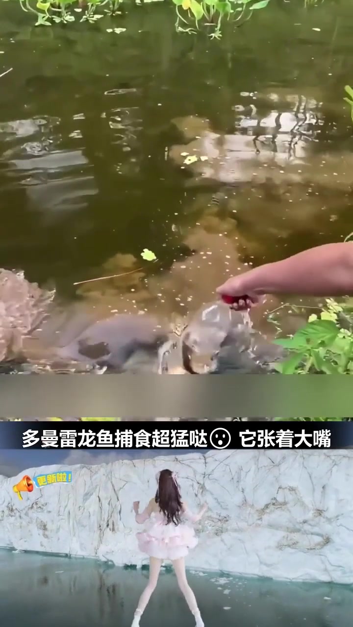 凶猛 “水中霸主”!多曼雷龙鱼一口咬穿瓶子 