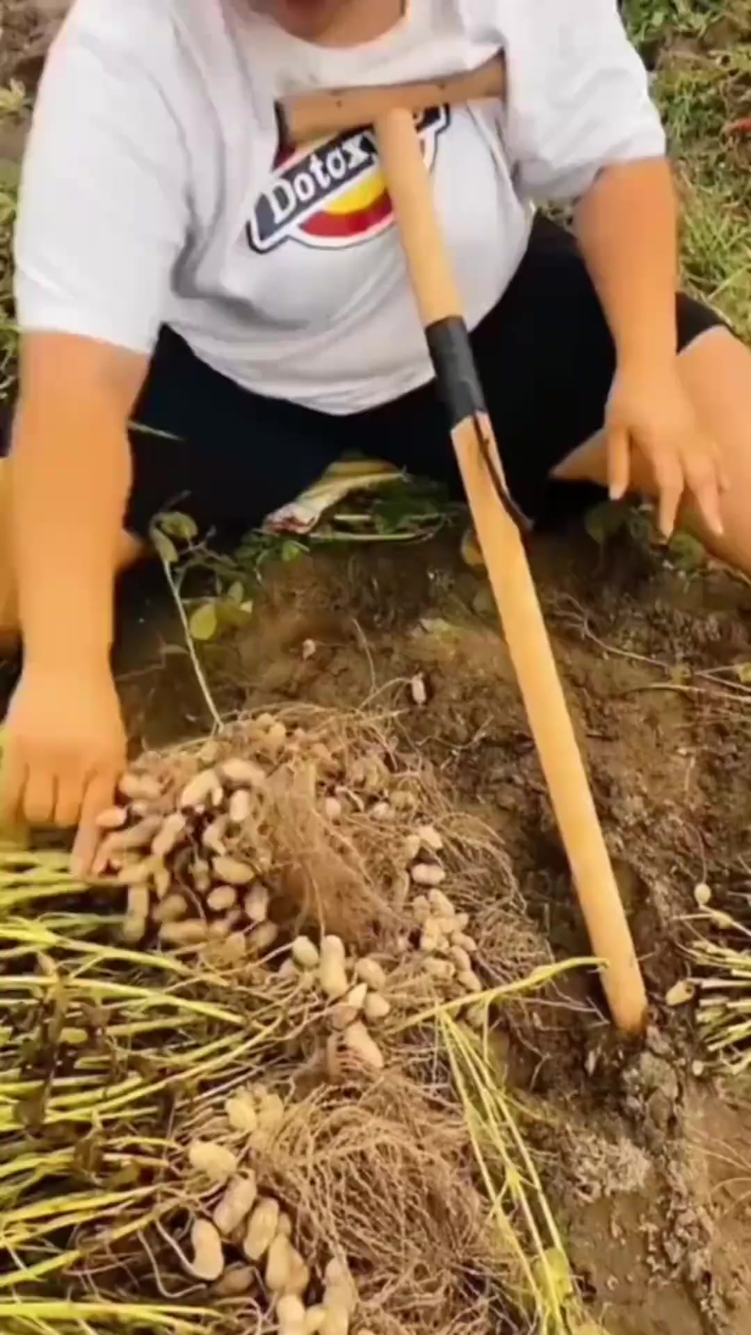 农人自制花生摘取神器