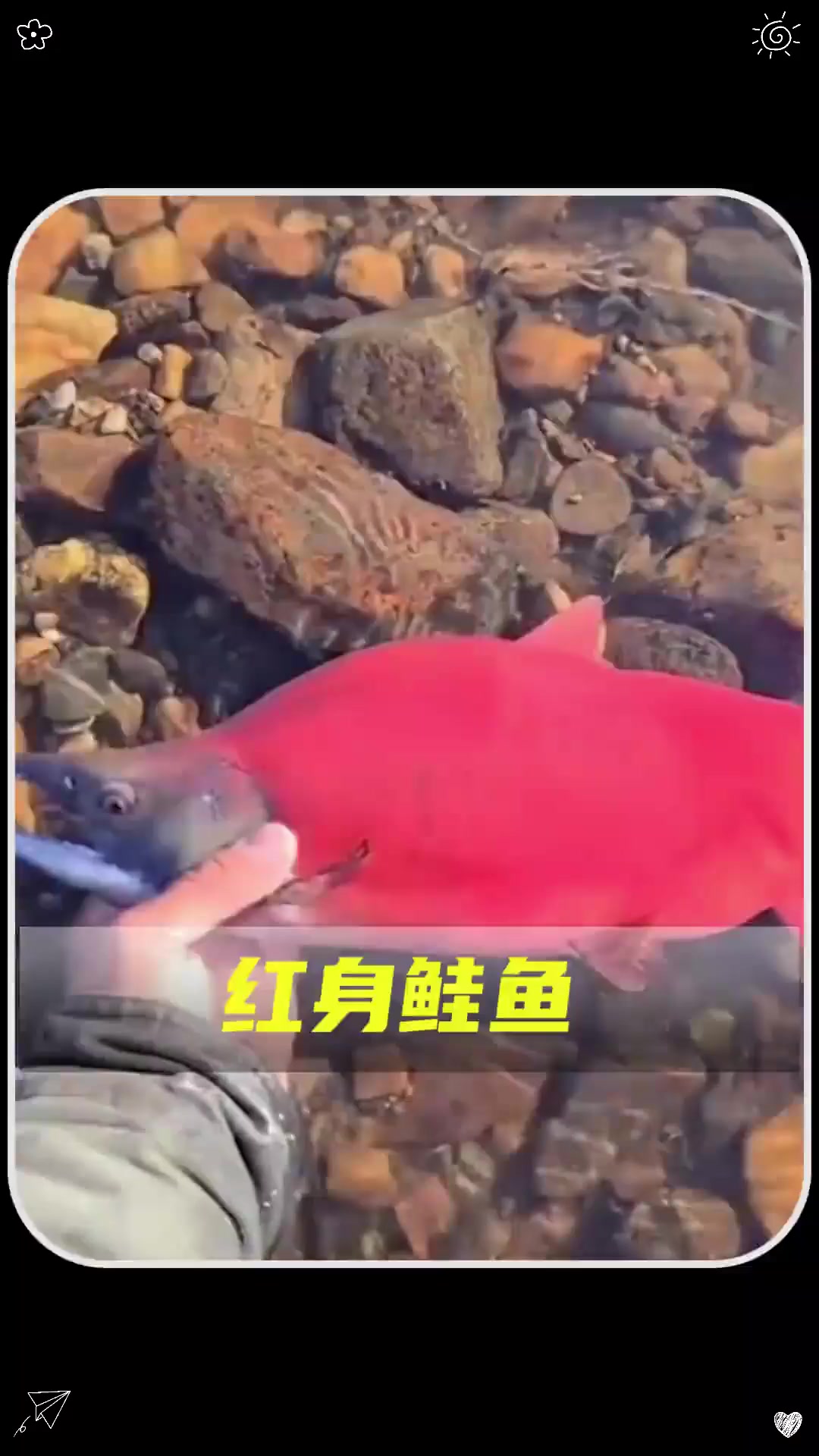 这种除了头部，身体都是红色的鱼类吗？