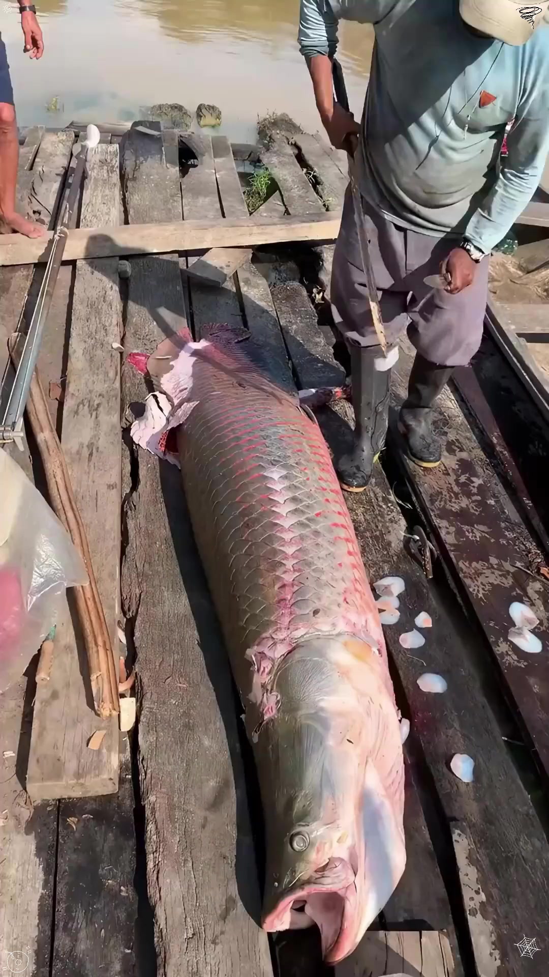 巨骨舌鱼鳞片有多坚硬？