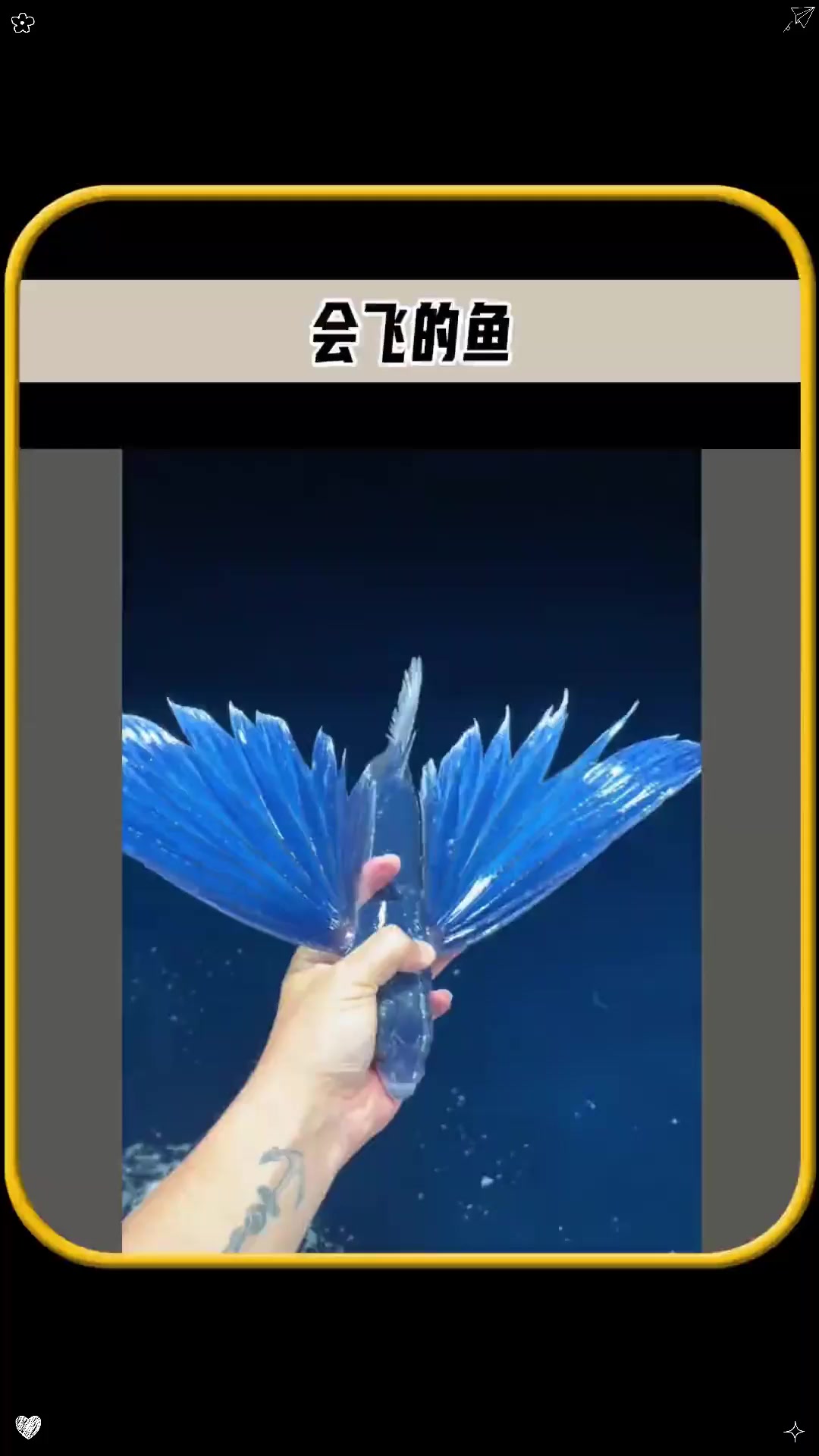 男子抓到一只长着翅膀的鱼,这是什么外星生物吗!