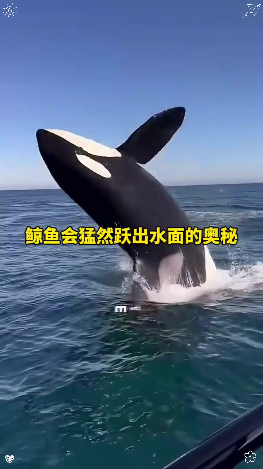 鲸鱼会猛然跃出水面的奥秘