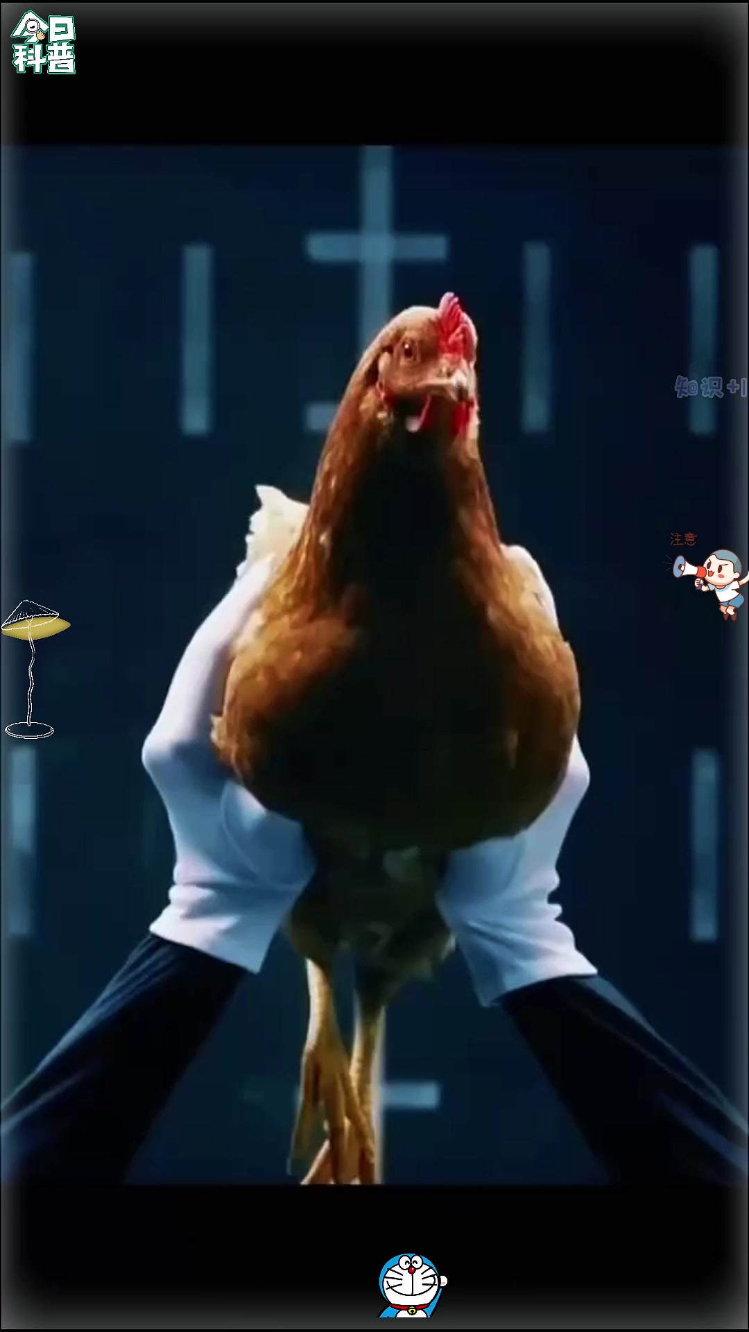 鸡头比专业稳定器还稳定