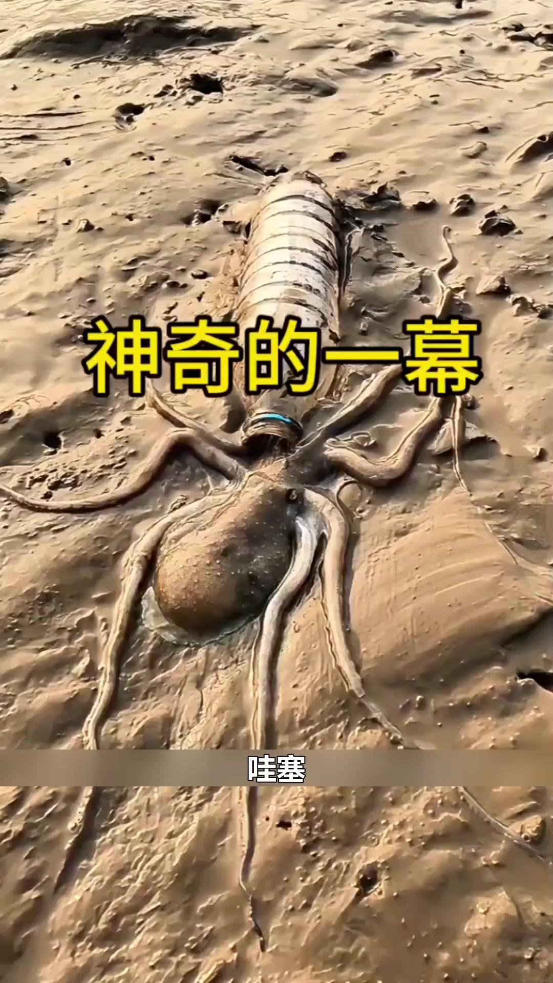 为什么八爪鱼这么喜欢钻进有孔的东西里呢？