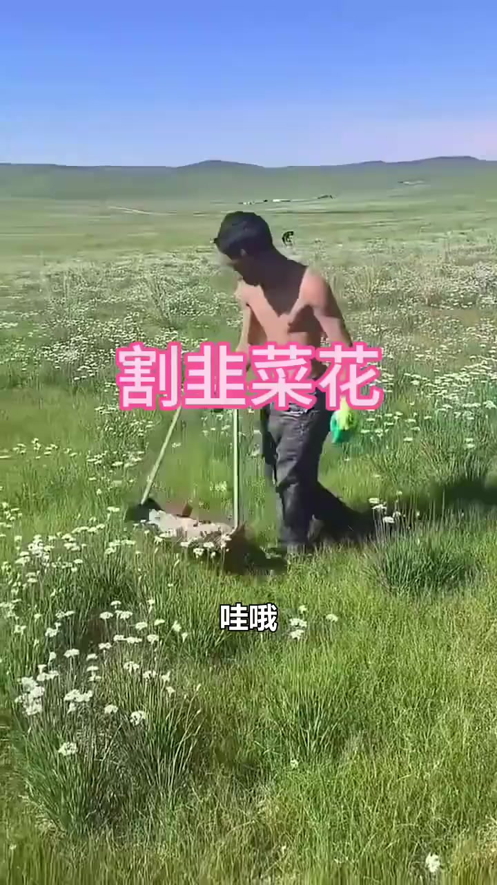 这样的韭菜花有什么用呢