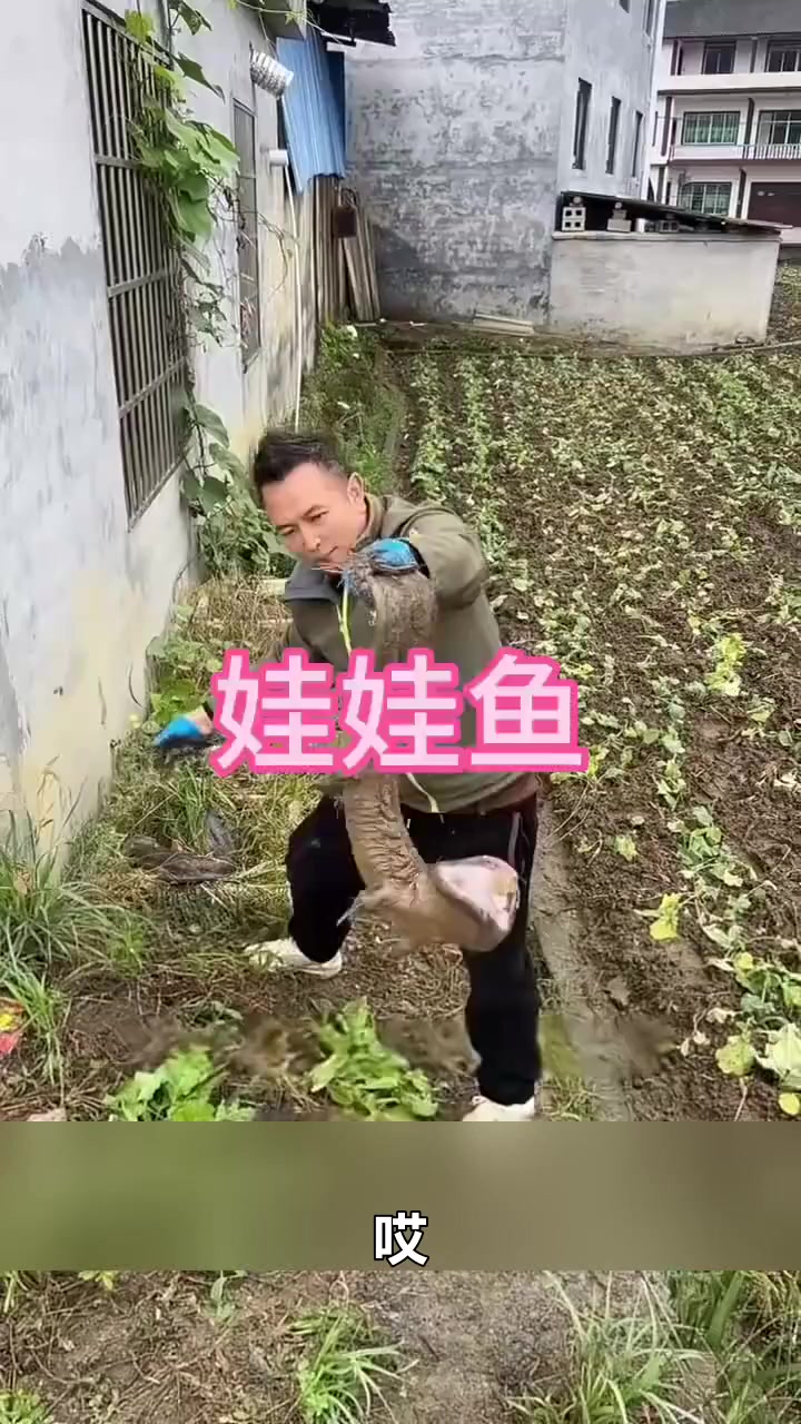 这种娃娃鱼你见过吗