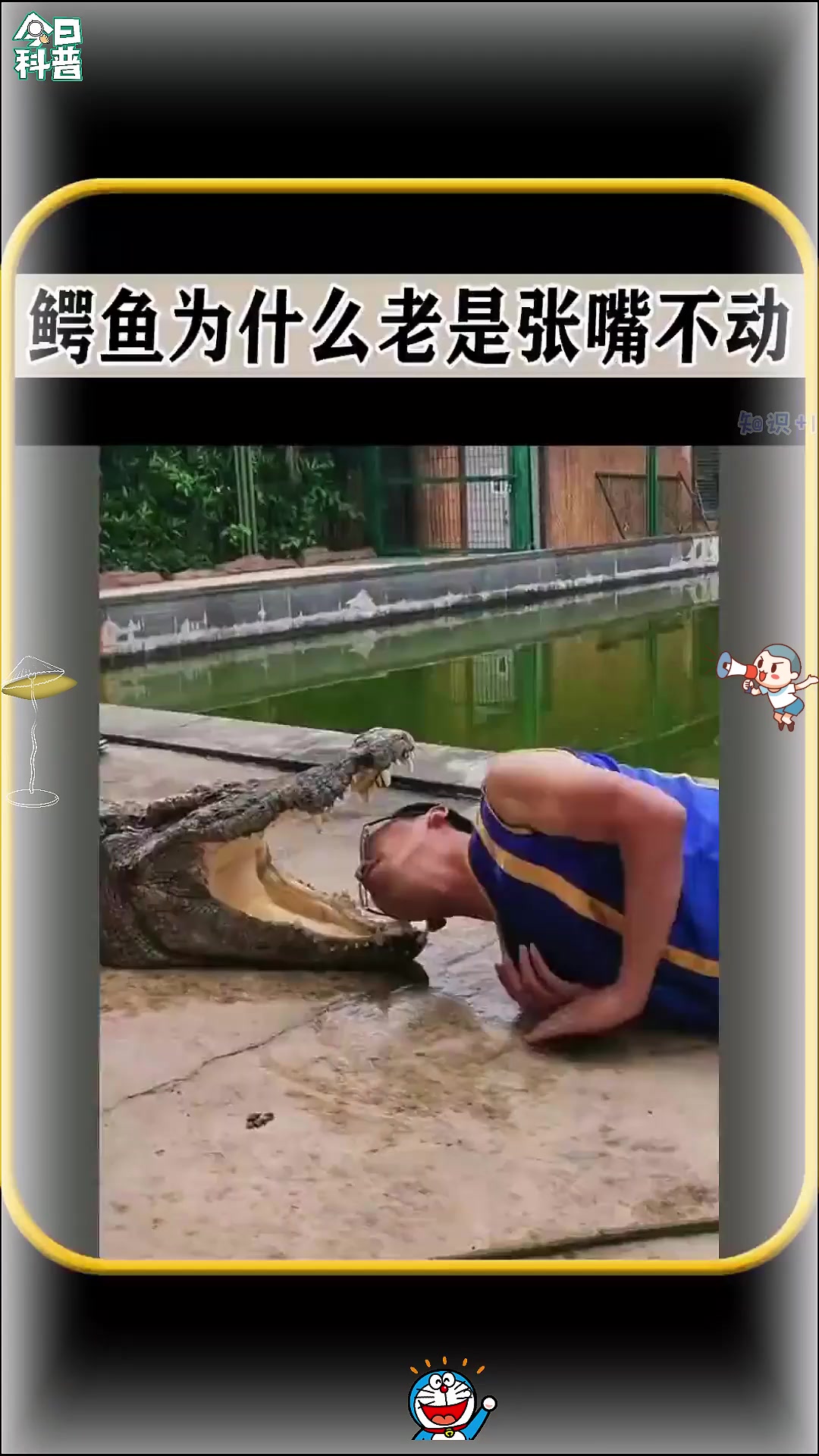 鳄鱼为什么老是张嘴不动，值得一看