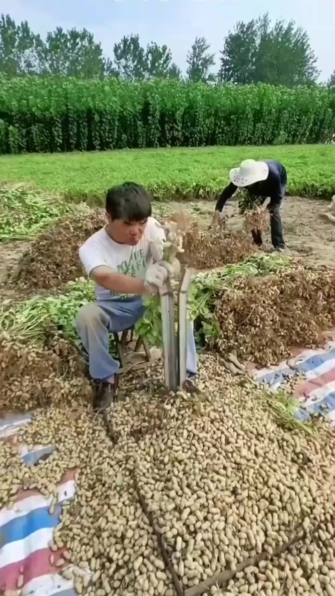 农人自制摘花生神器