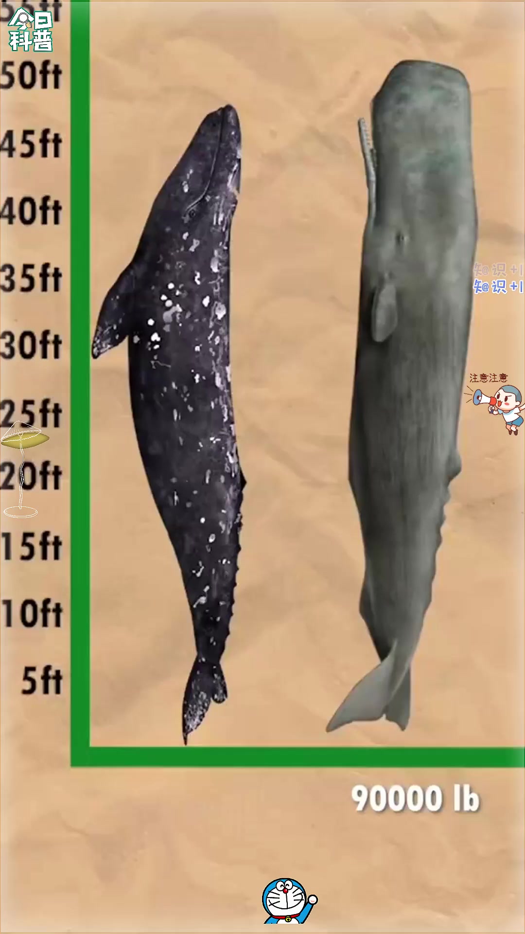 鲸鱼的大小重量对比