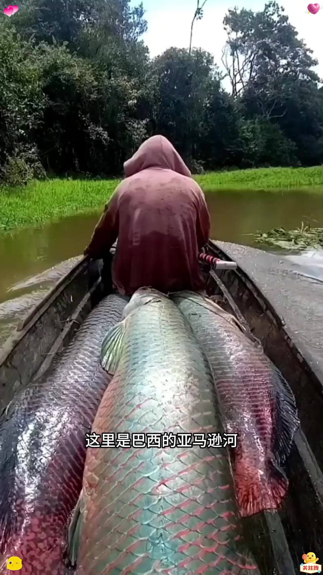 巨骨舌鱼不仅肉质鲜美，鱼皮还能制作成靴子，包包等各类皮具！