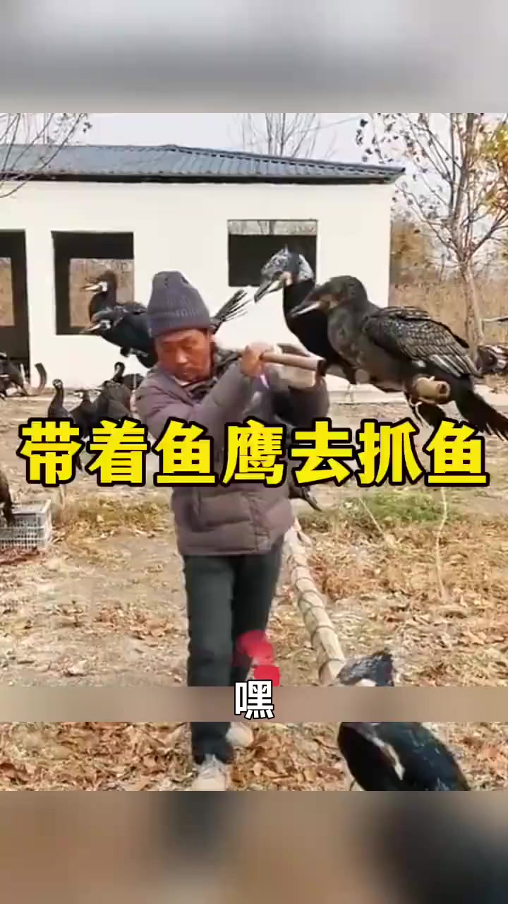 聪明的大爷,带着鱼鹰去抓鱼