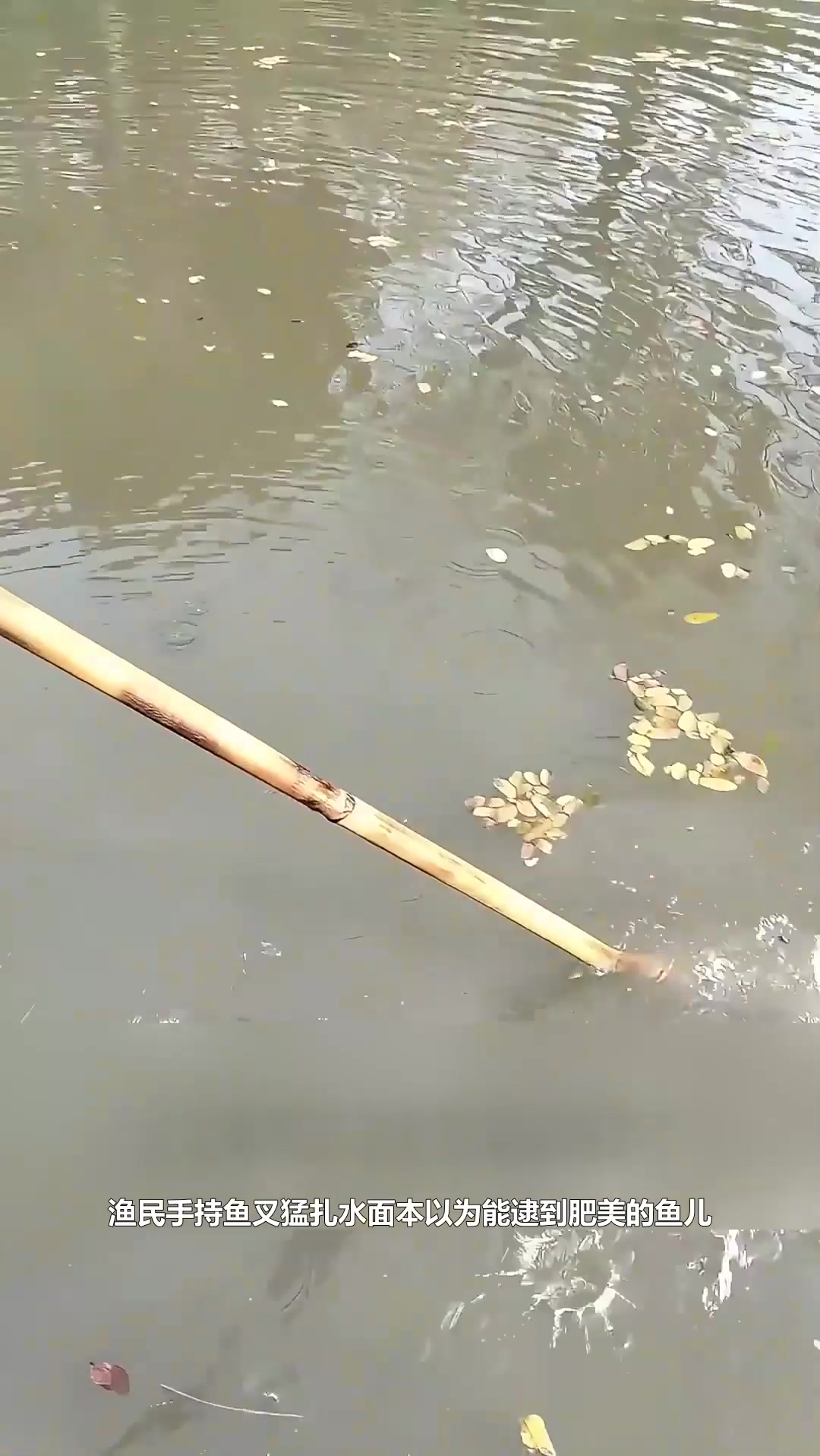 渔民手持鱼叉猛地扎向水面,没想到扎到一堆湿漉漉的树叶