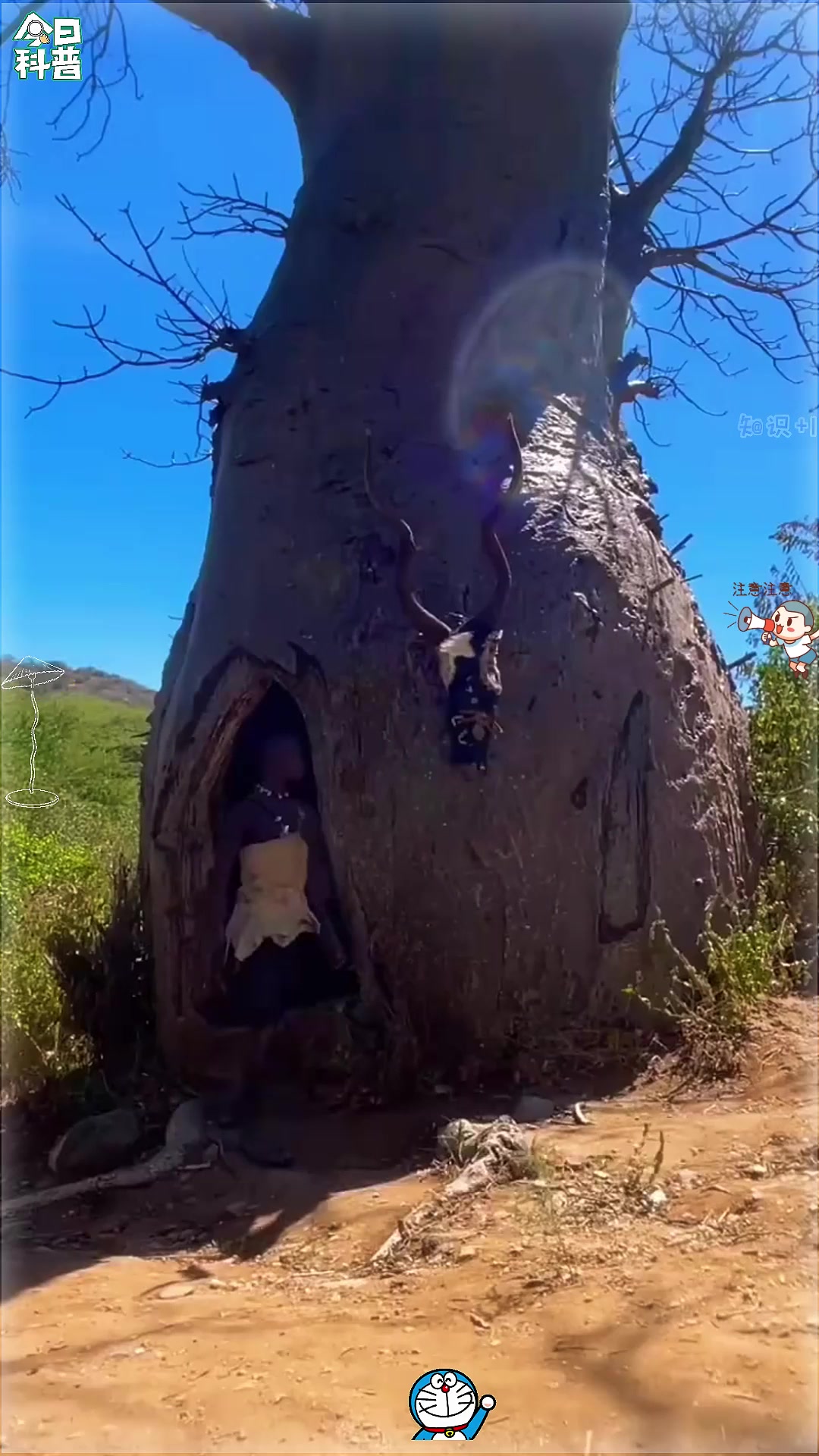 哈哈哈非洲的猴面包树