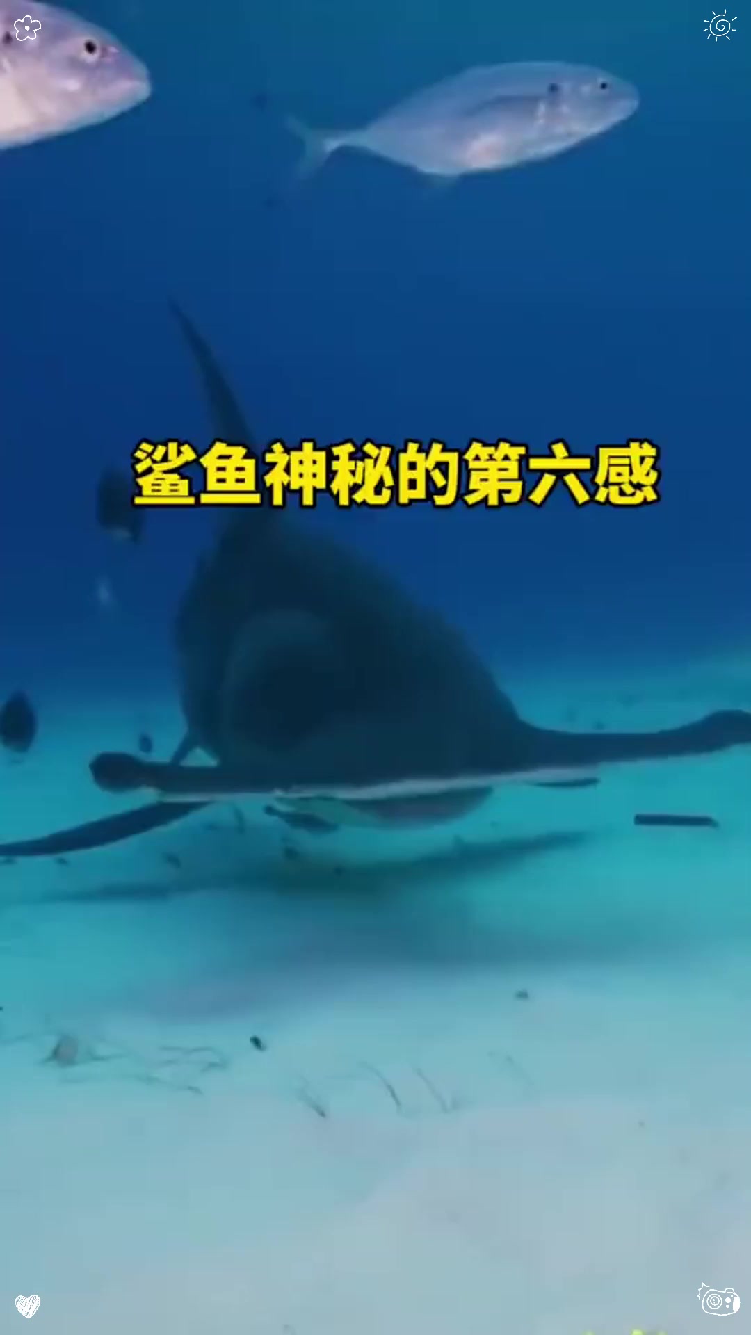 鲨鱼神秘的第六感    鲨鱼神秘的第六感