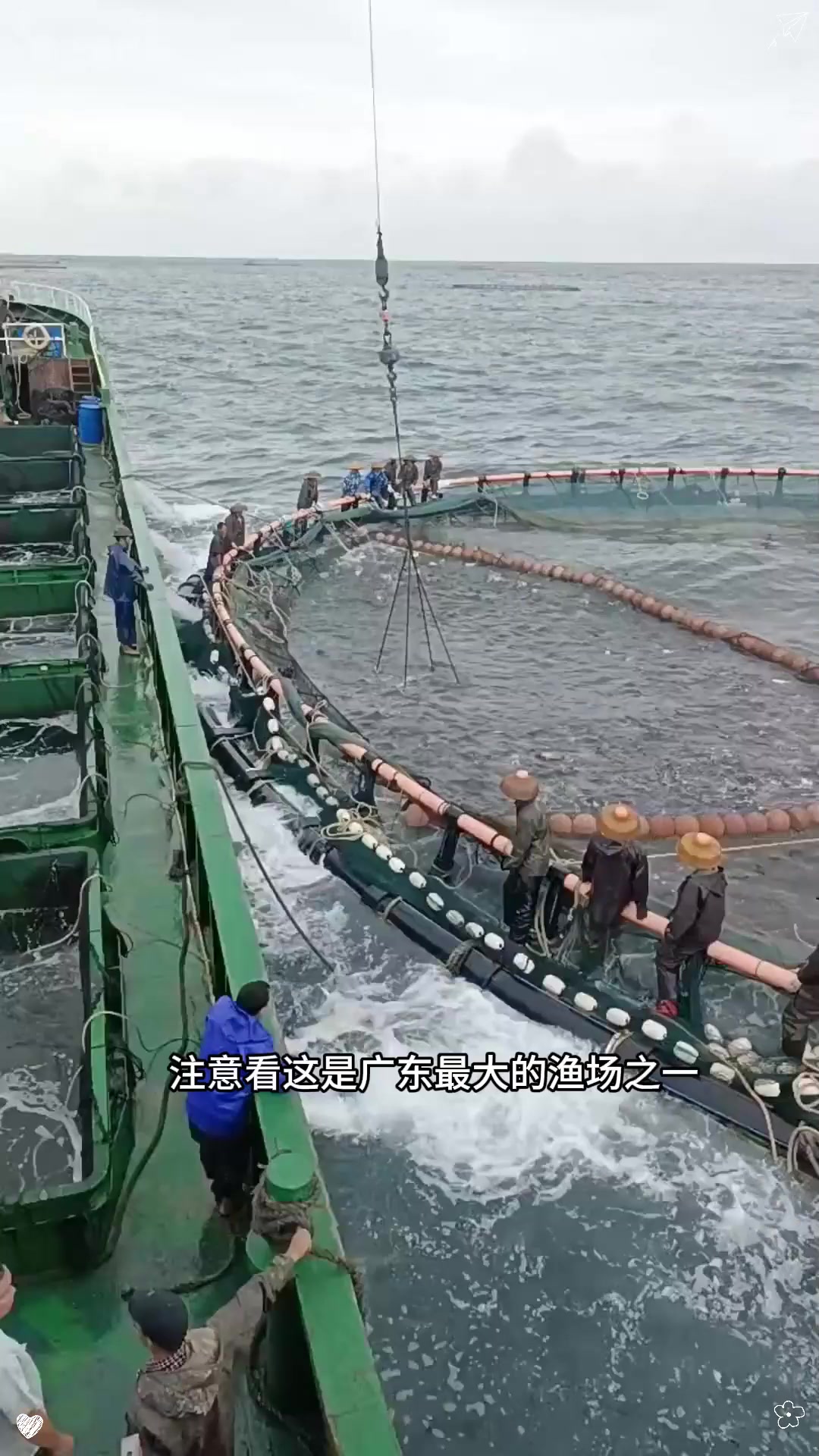 养殖金鲳鱼！！！