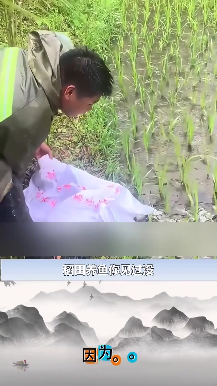 稻田养鱼大揭秘！鱼苗如何帮助除虫施肥，最终实现高产丰收？ 