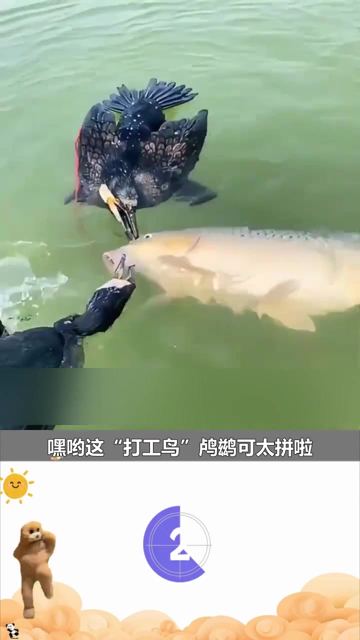 地球最强打工鸟:鸬鹚如何精准捕鱼?鱼鹰捕鱼全过程全记录! 