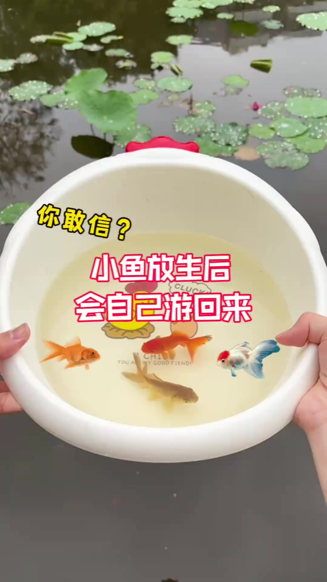 把小金鱼放生后，会自己游回来？