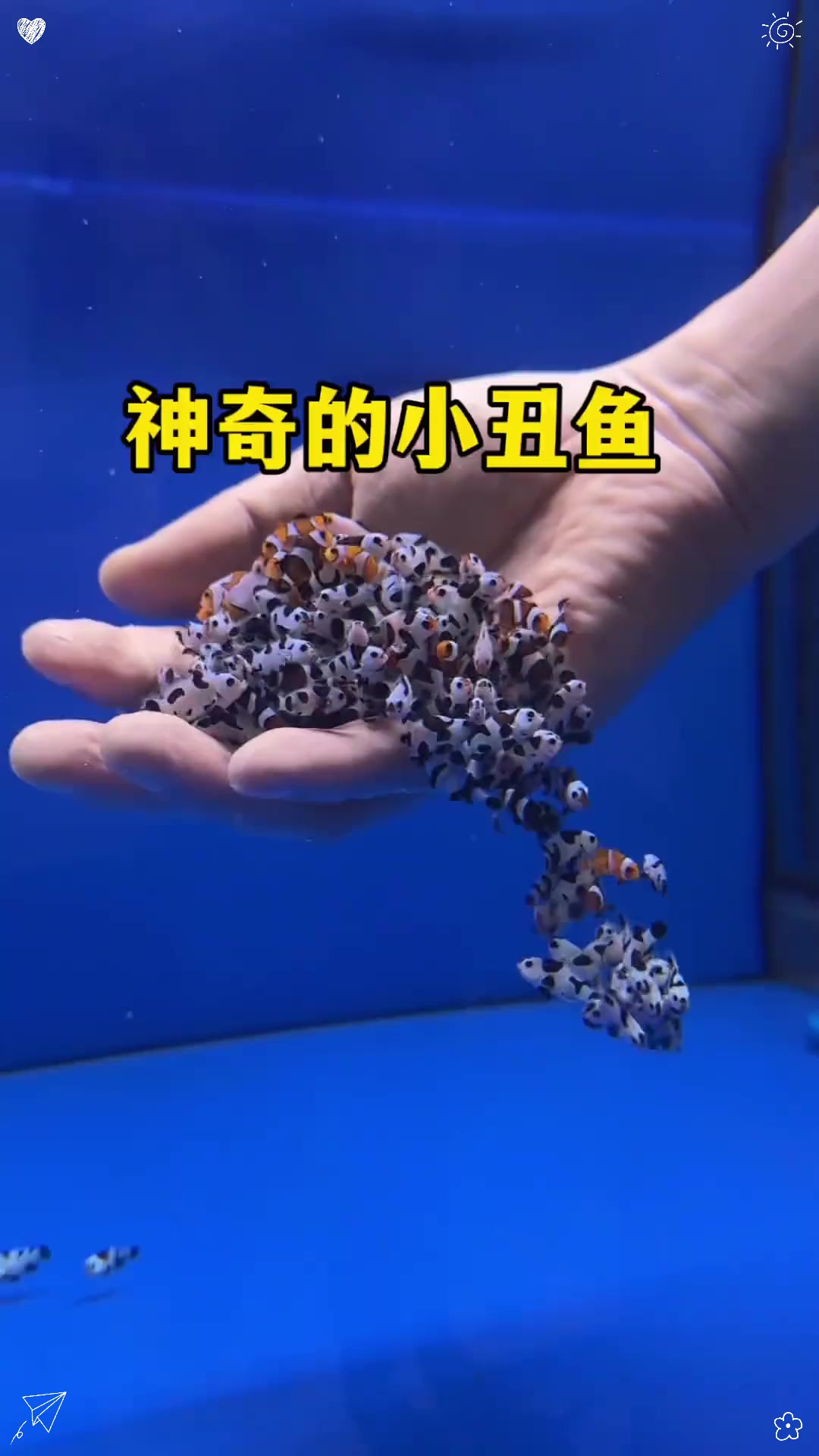 神奇的小丑鱼,不仅能摸,还能变性!