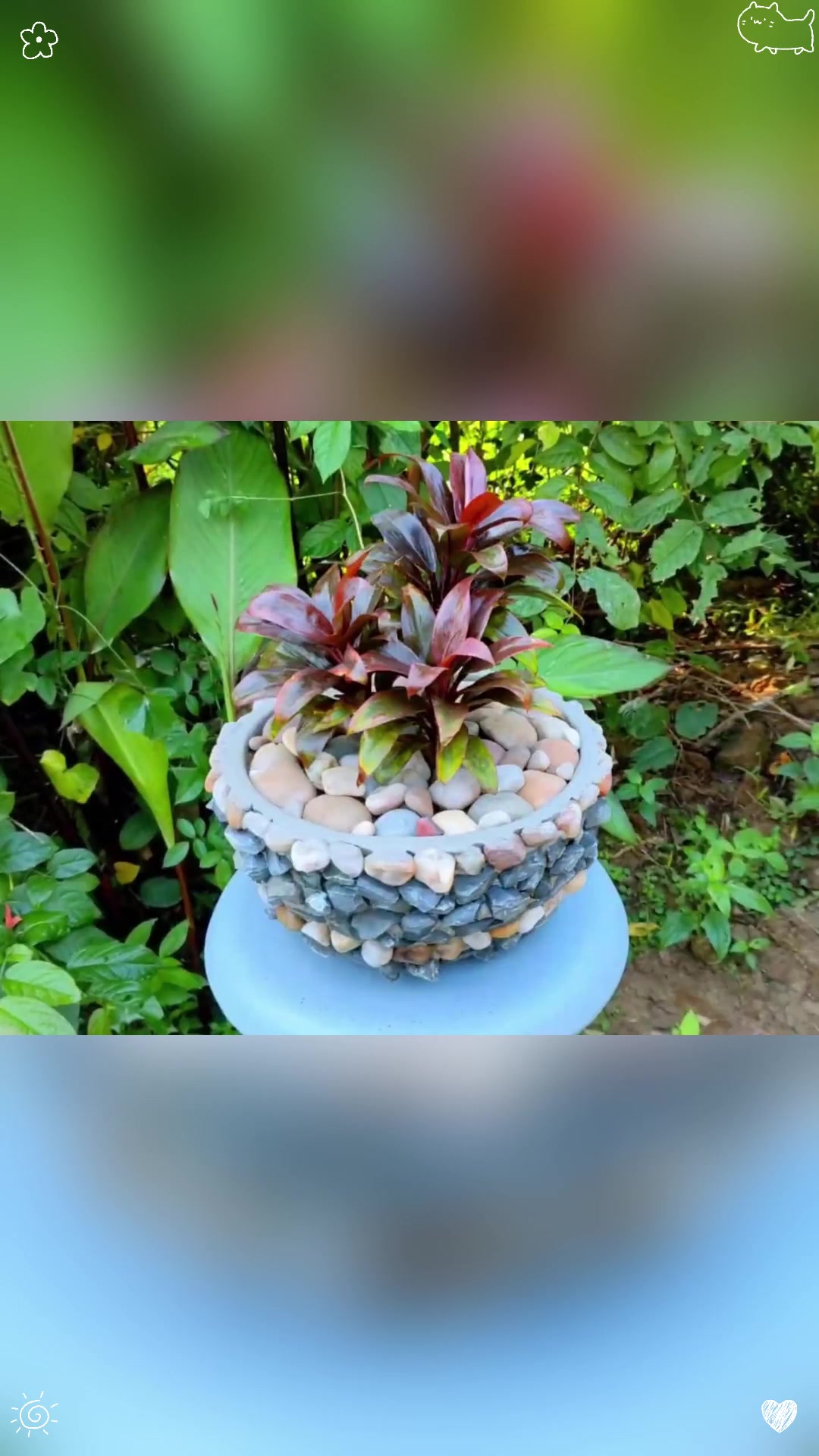 废旧洗菜盆制盆手工打造实用朱蕉盆栽