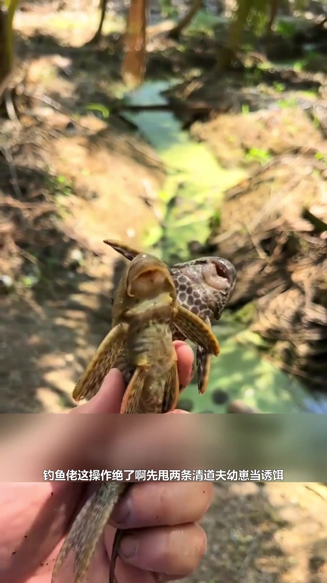 户外捕鱼：钓鱼佬在野外溪流中撒网捕鱼 