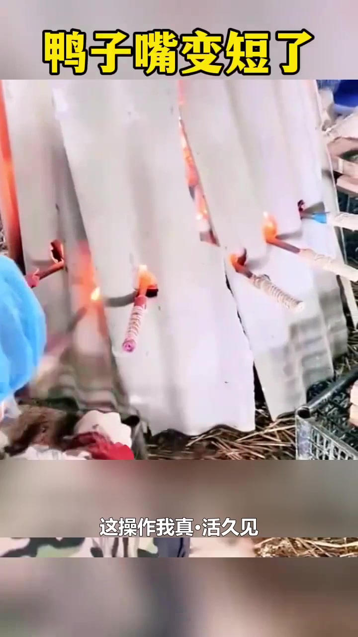鸭子嘴变短了,必须烫一下