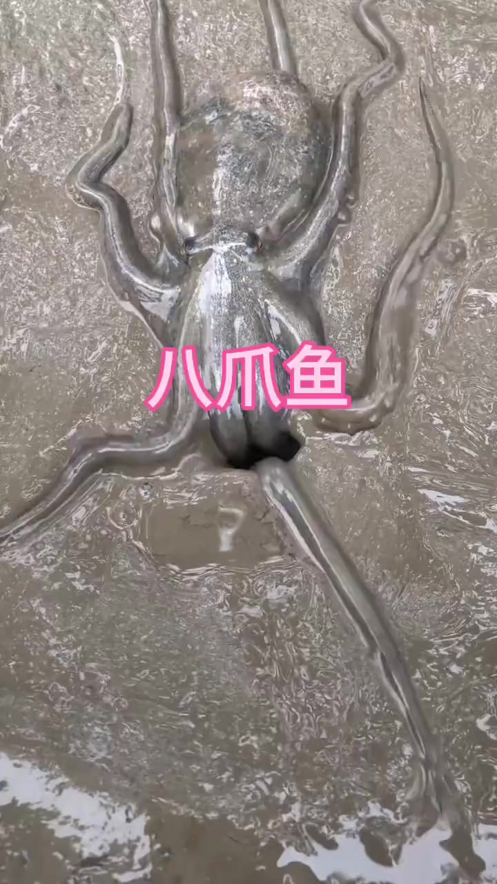 原来八爪鱼是生活在地下的呀