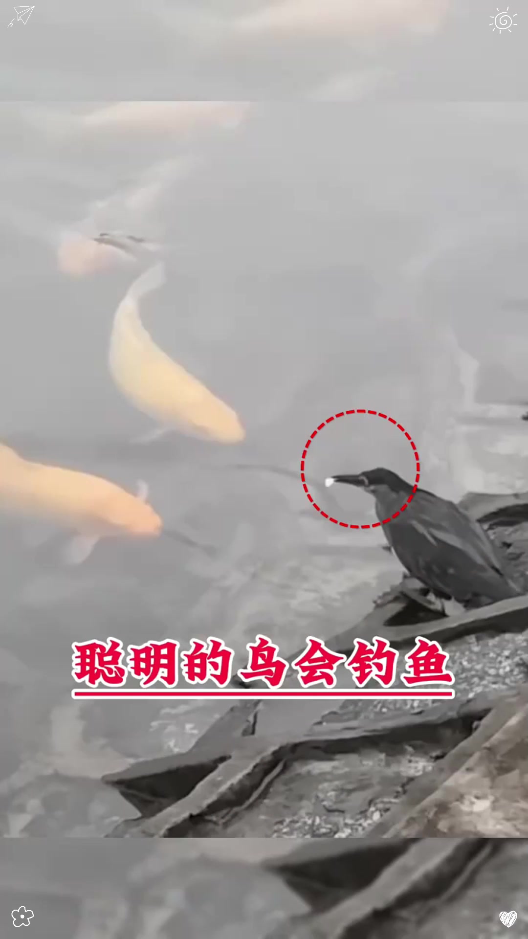 聪明的鸟会钓鱼！！！