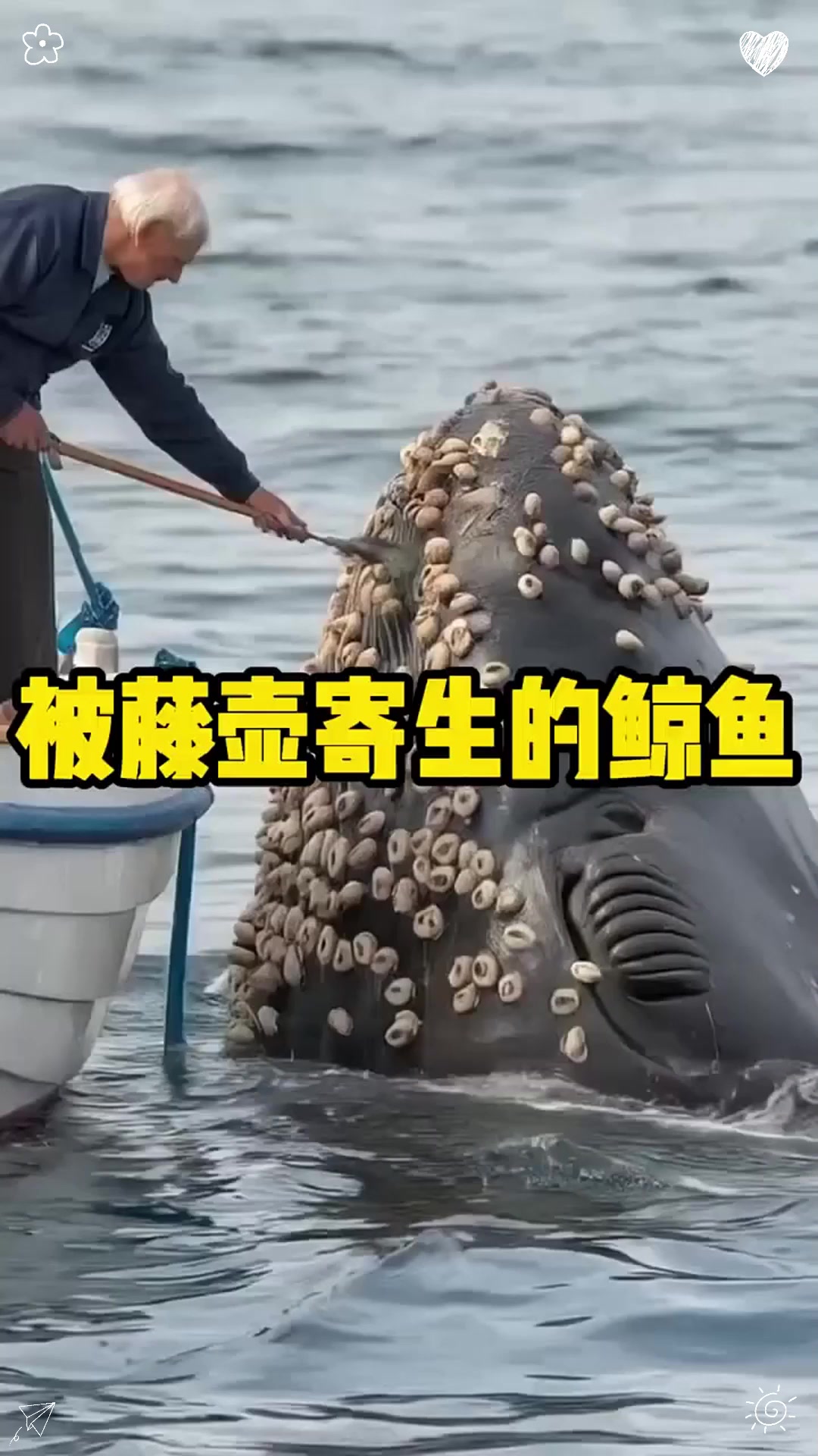 被藤壶寄生的鲸鱼