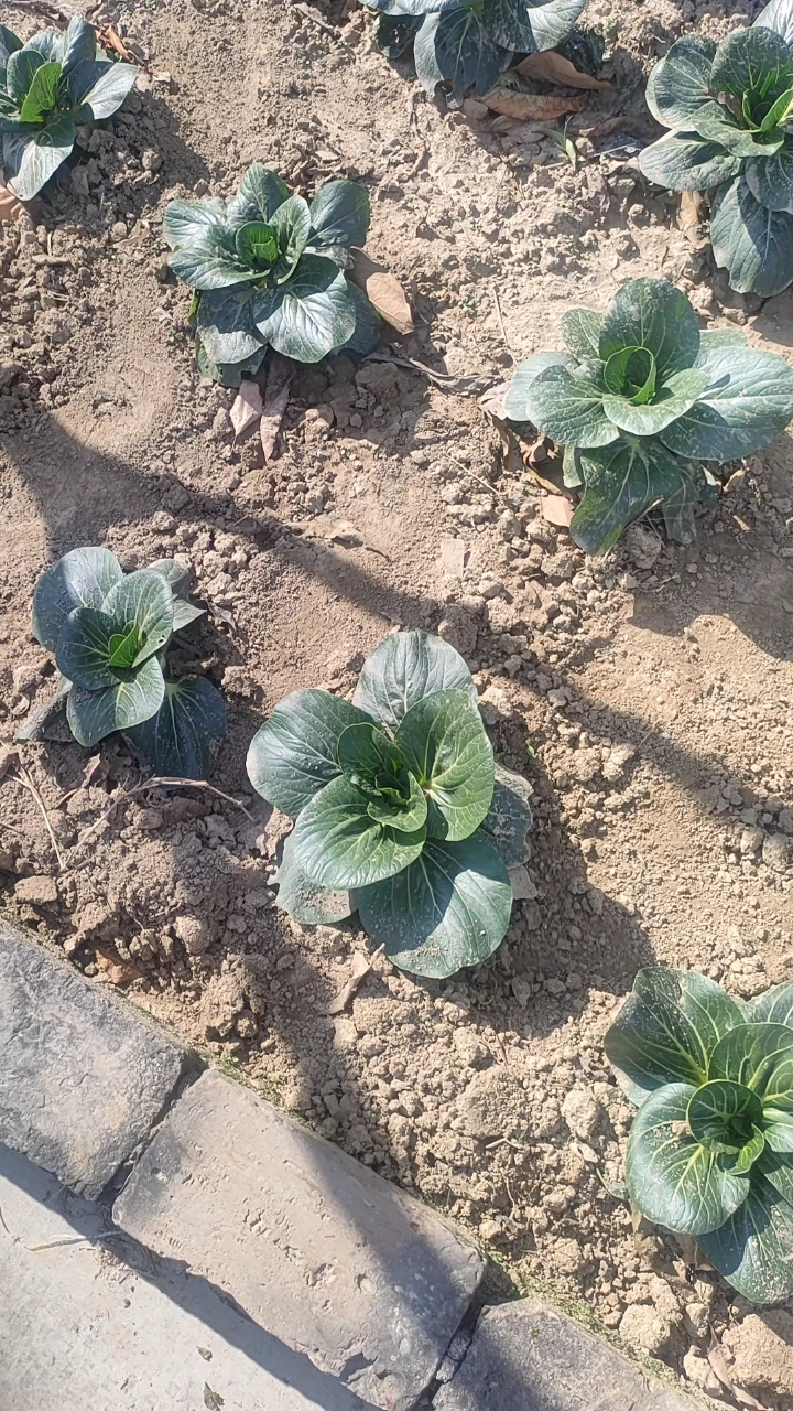 农村自种青菜一拍