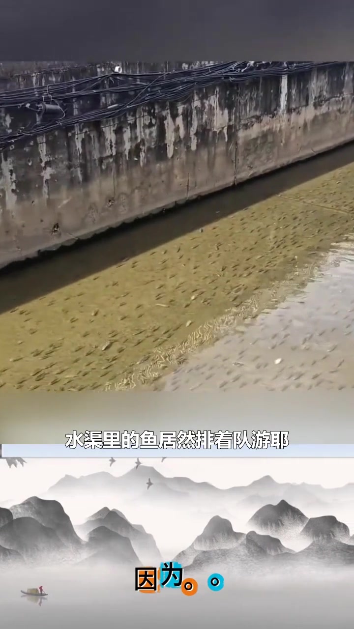 为什么鱼会这样子