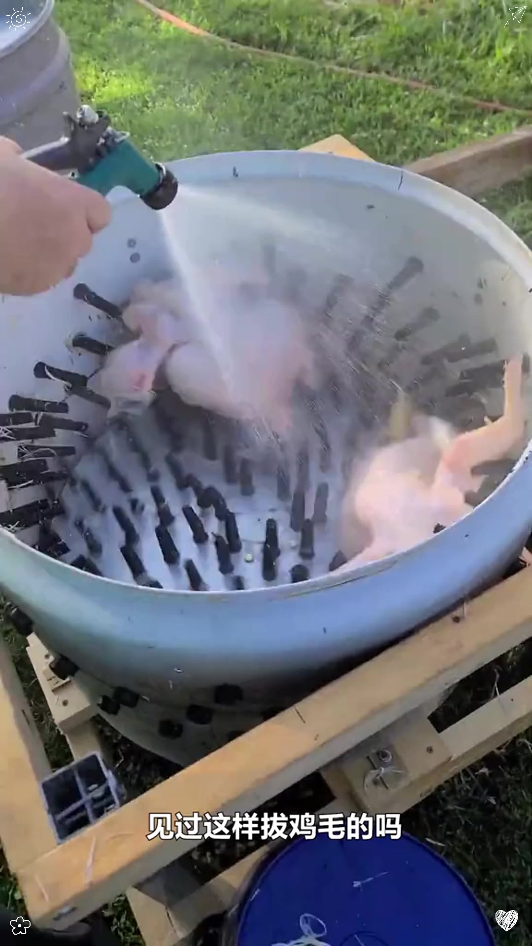 如何快速拔鸡毛?使用滚筒拔毛机,轻松将其去除