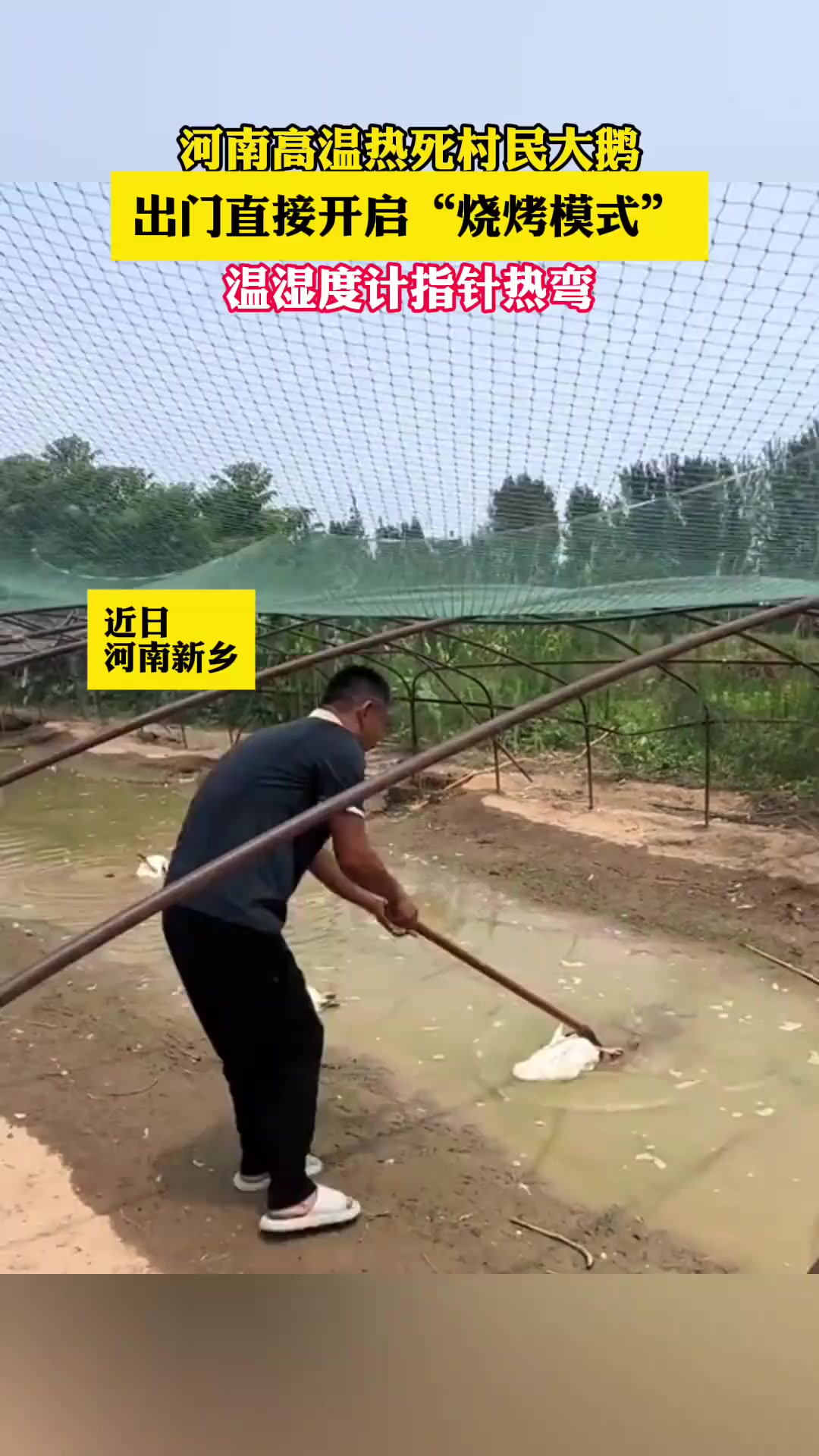 近日，河南高温，热死村民大鹅