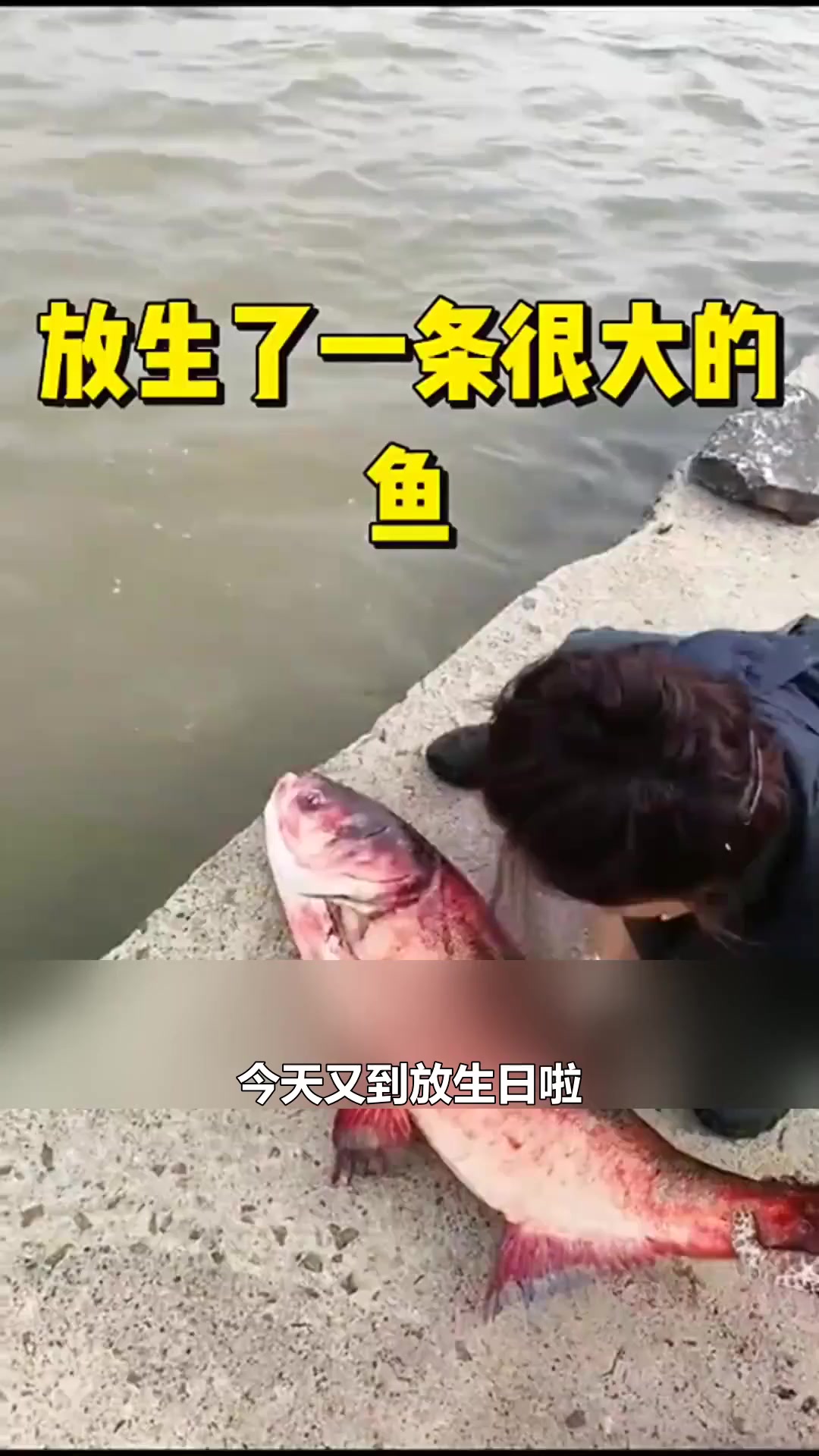 放生了一条很大的鱼