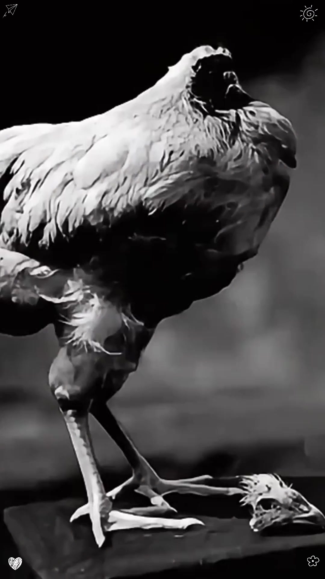 没有头，无头鸡是如何活下来的？真相出人意料 没有头，无头鸡是如何活下来的？真相出人意料