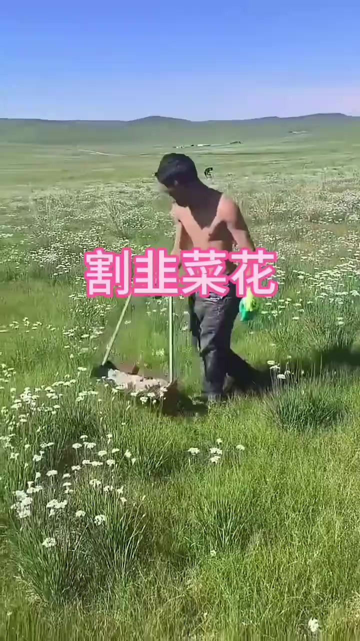 这样的韭菜花有什么用呢