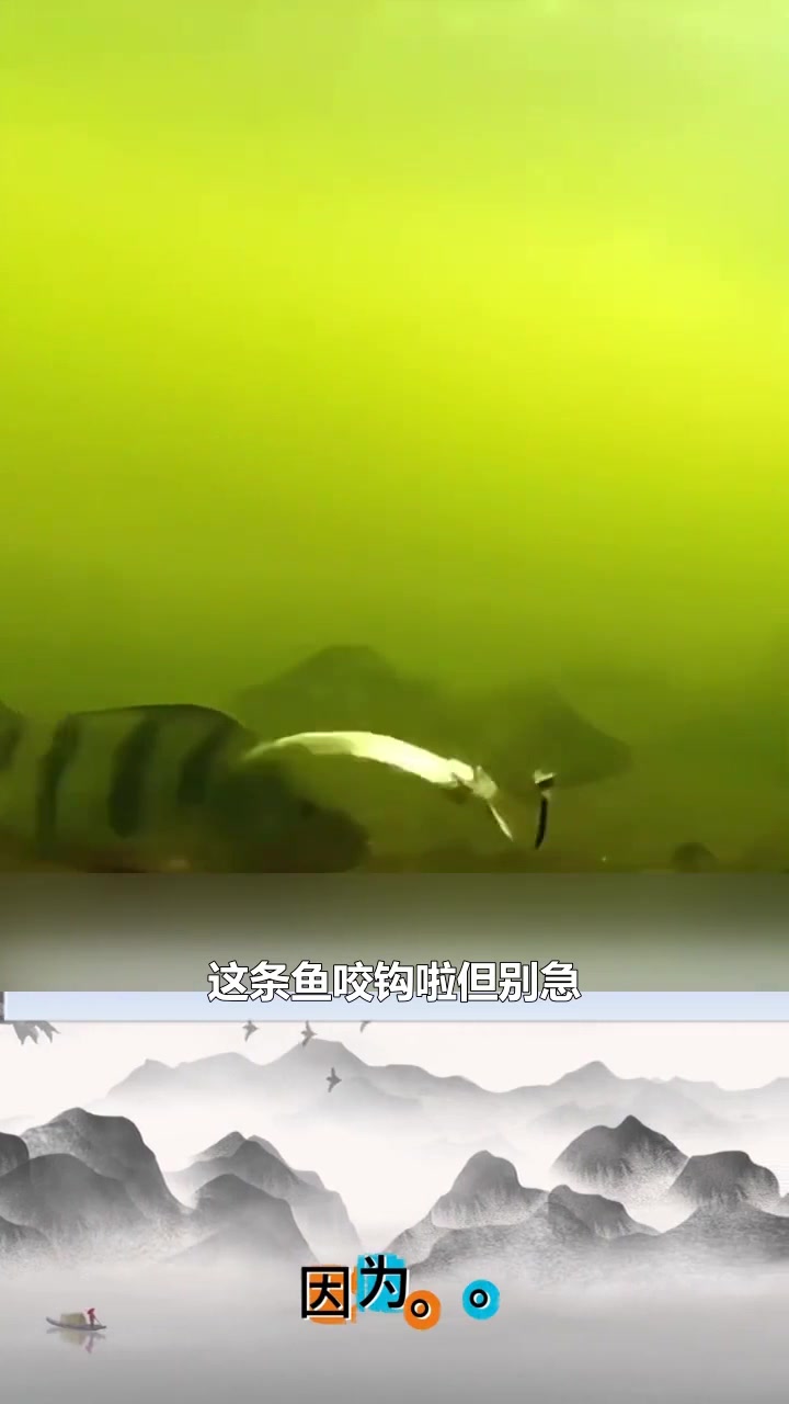 这么聪明的鱼我还是第一次见