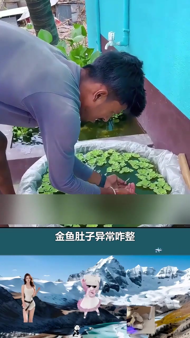 金鱼肚子异常膨胀,产卵还是疾病?生死关键瞬间大揭秘! 