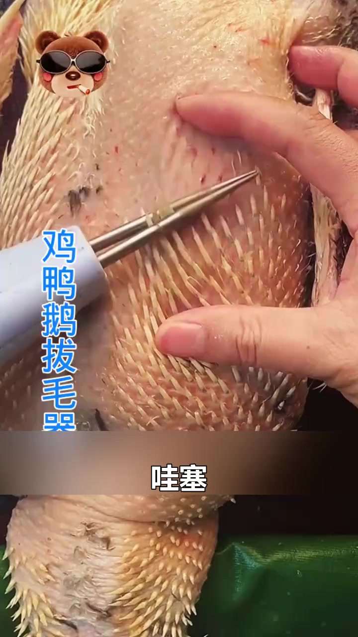 鸡鸭鹅拔毛器