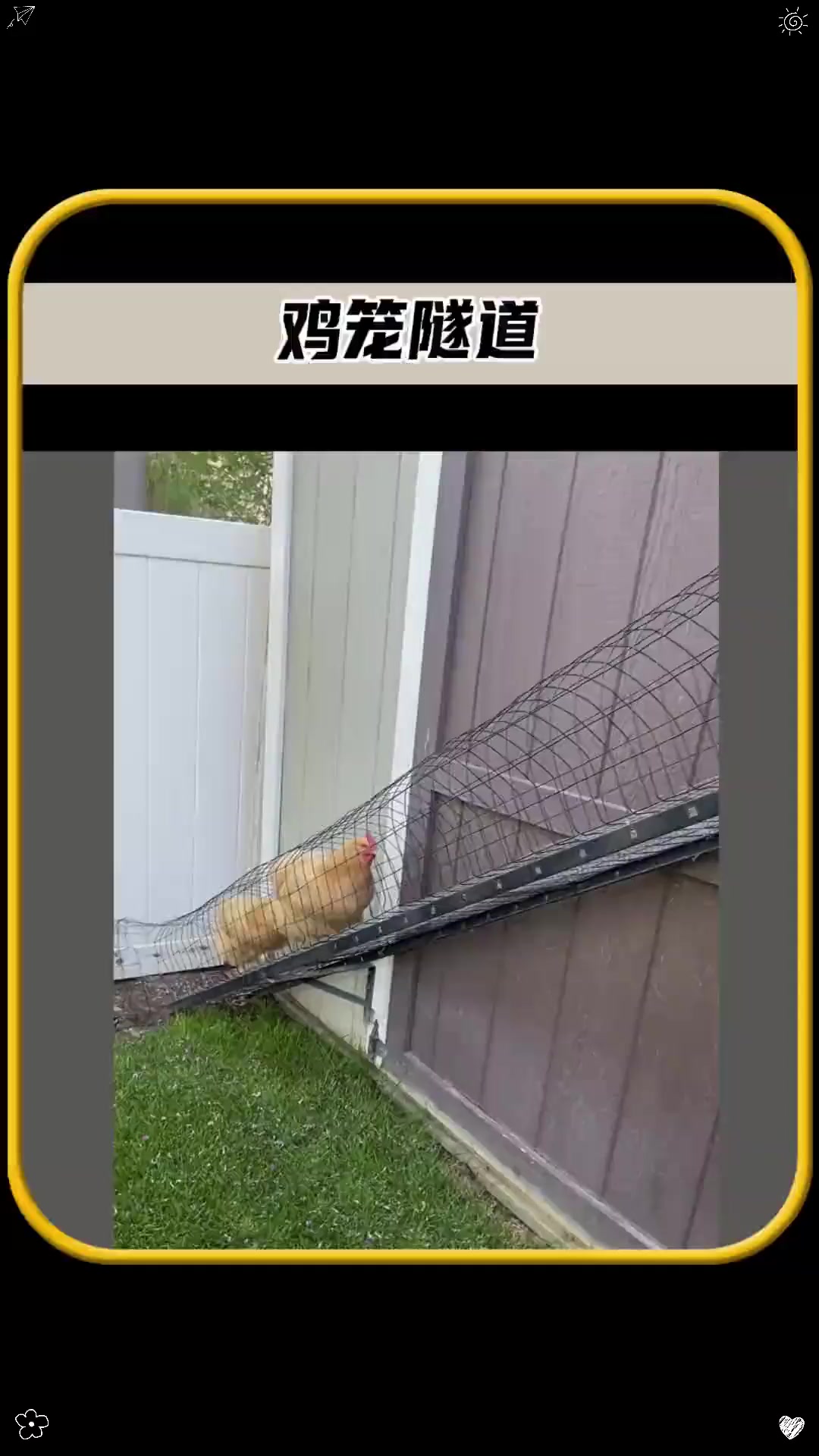 这是一种新型养鸡方式,堪称最完美的养鸡方案,值得一看