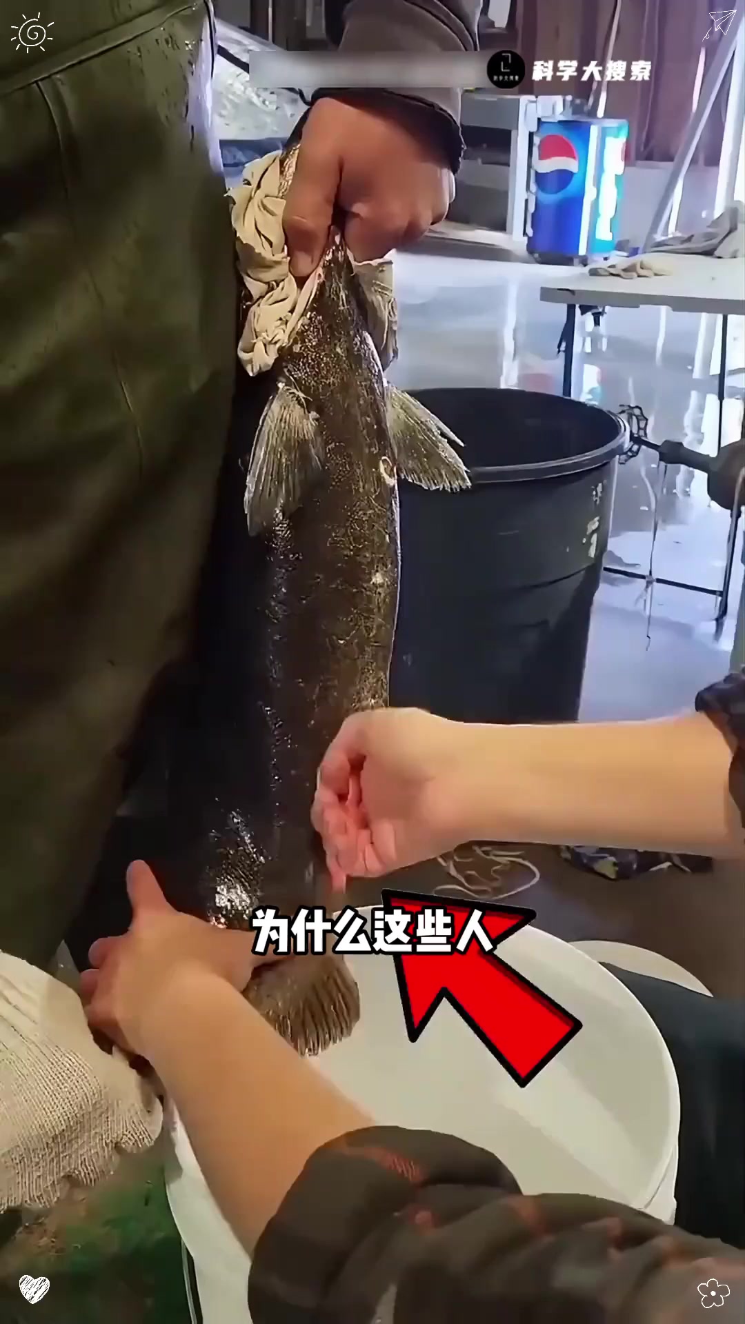 原来给鲑鱼取卵是因为这个啊！