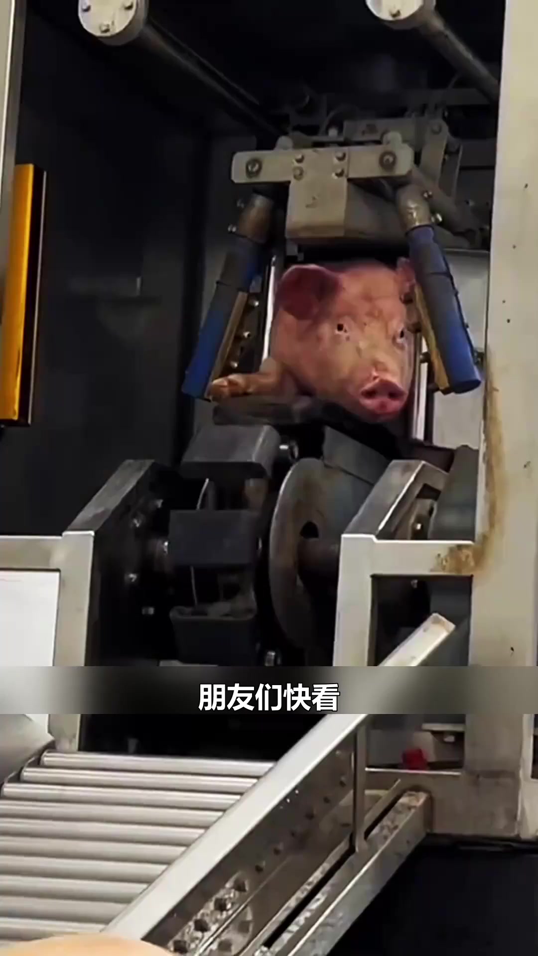 看看屠宰场是怎么处理猪的