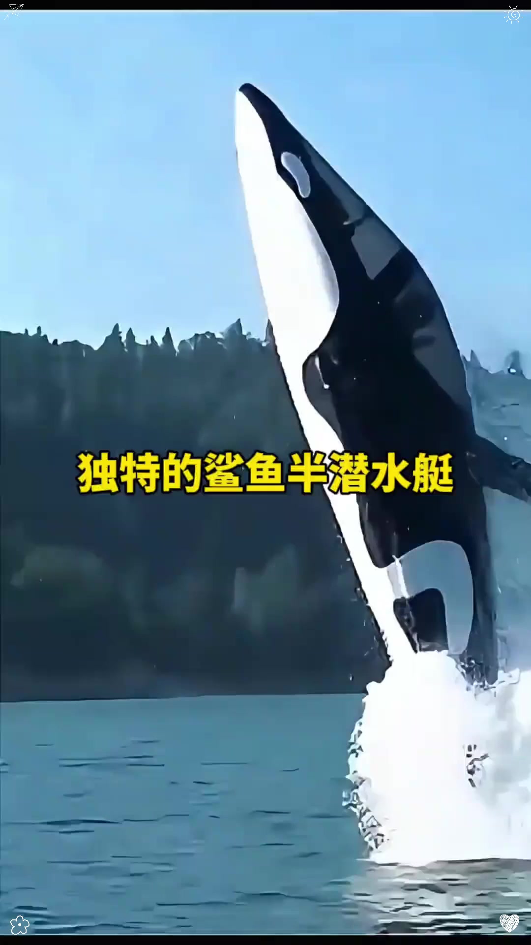 独特的鲨鱼半潜水艇