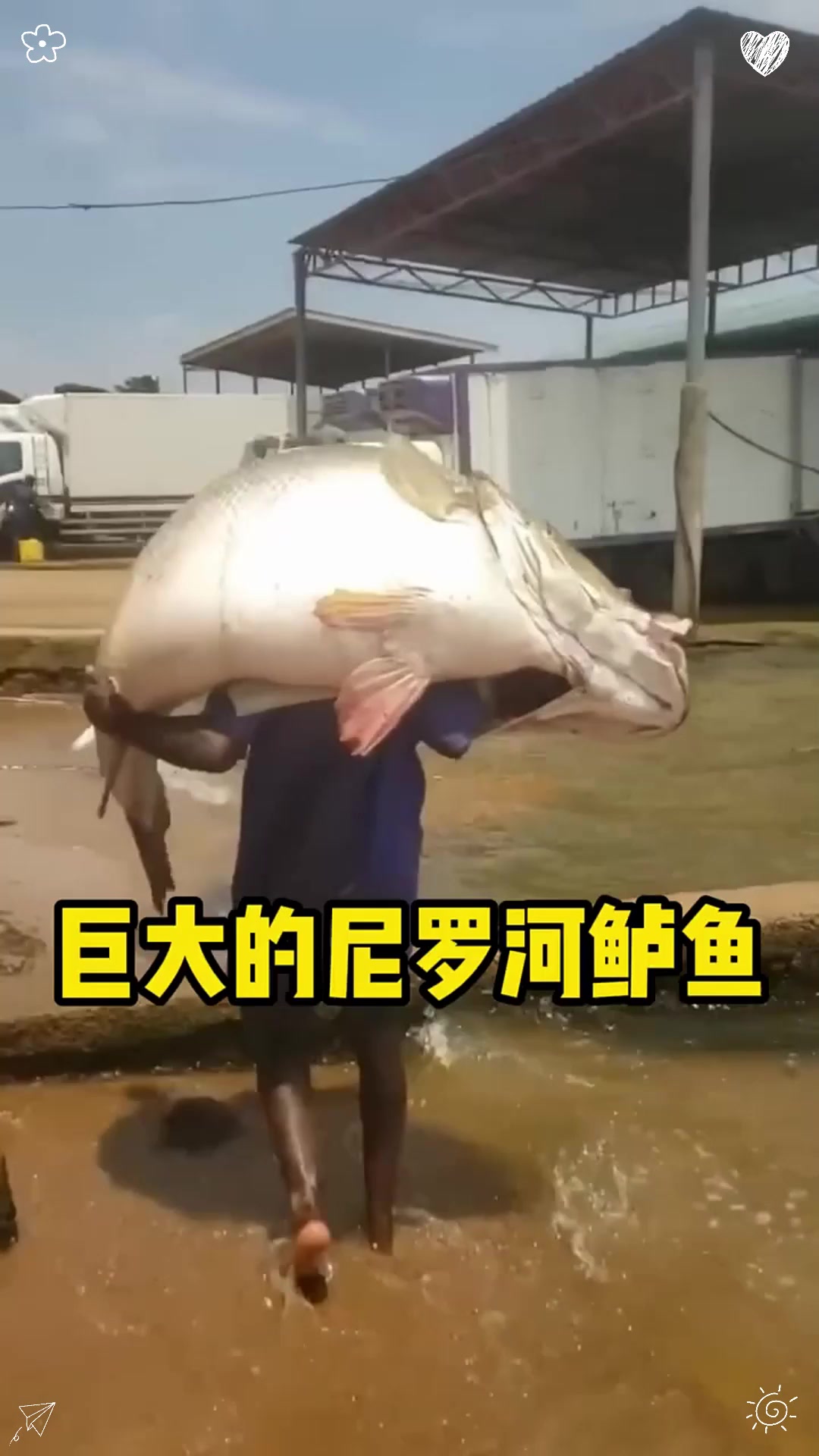 世界上最大的淡水鱼之一！尼罗河鲈鱼