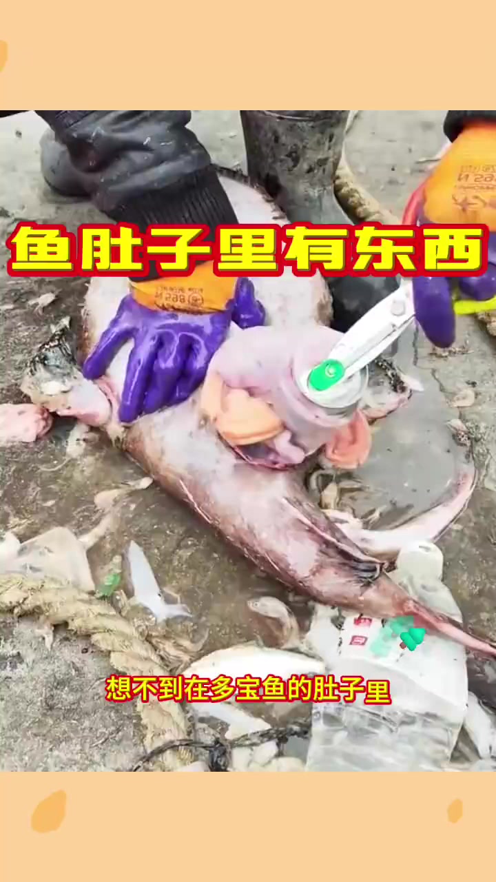 鱼肚子里有东西,不可思议呀