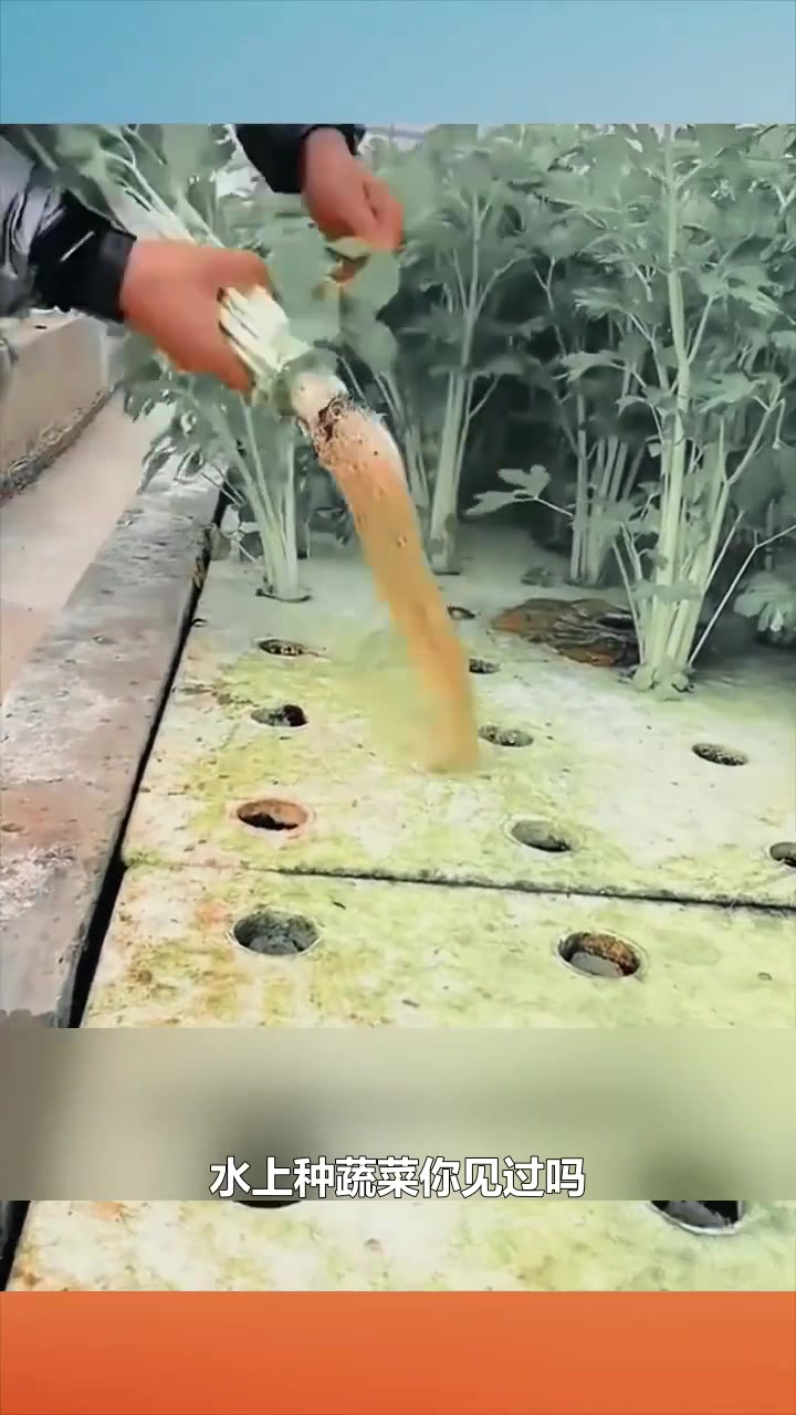 水上栽培芹菜:泡沫洞种植法与营养价值探讨