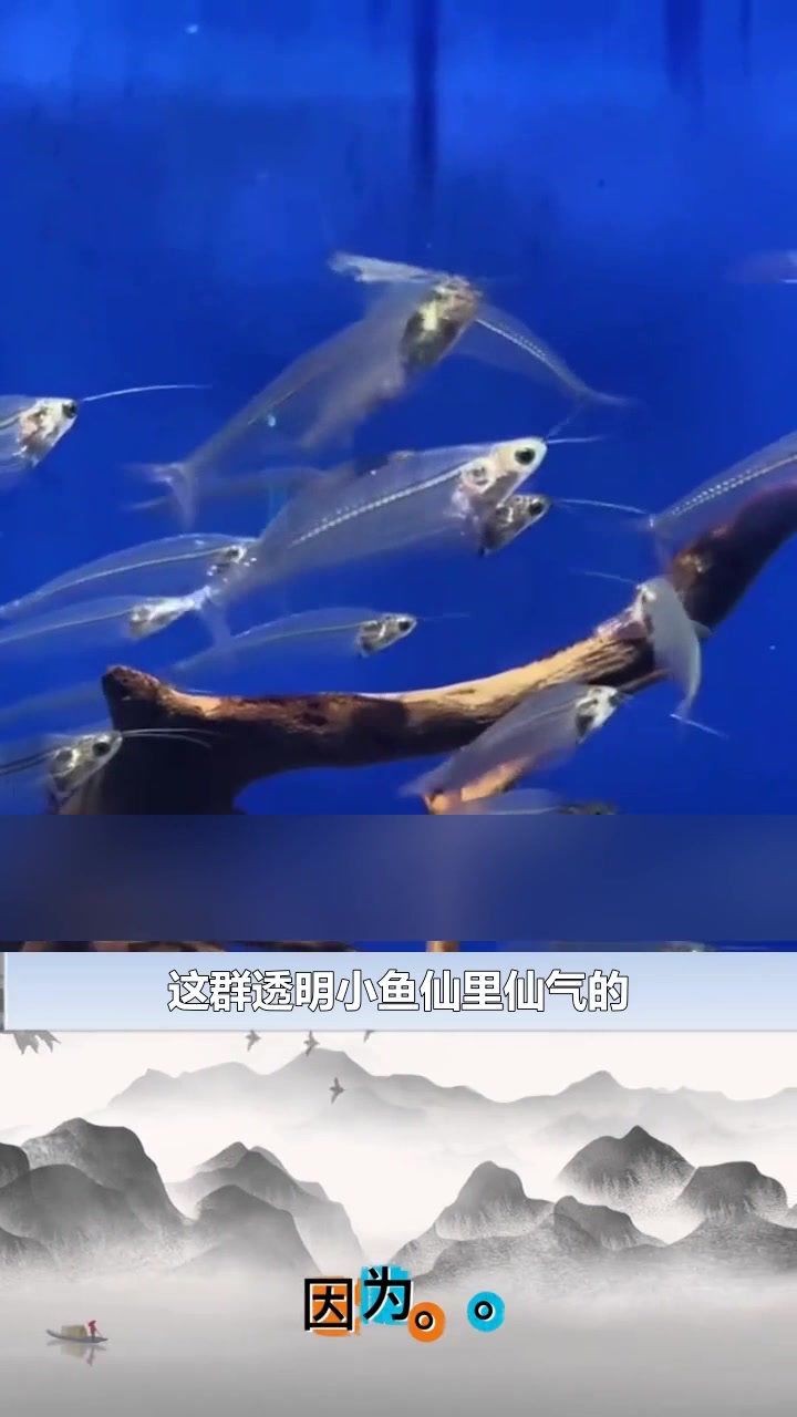 玻璃猫鱼