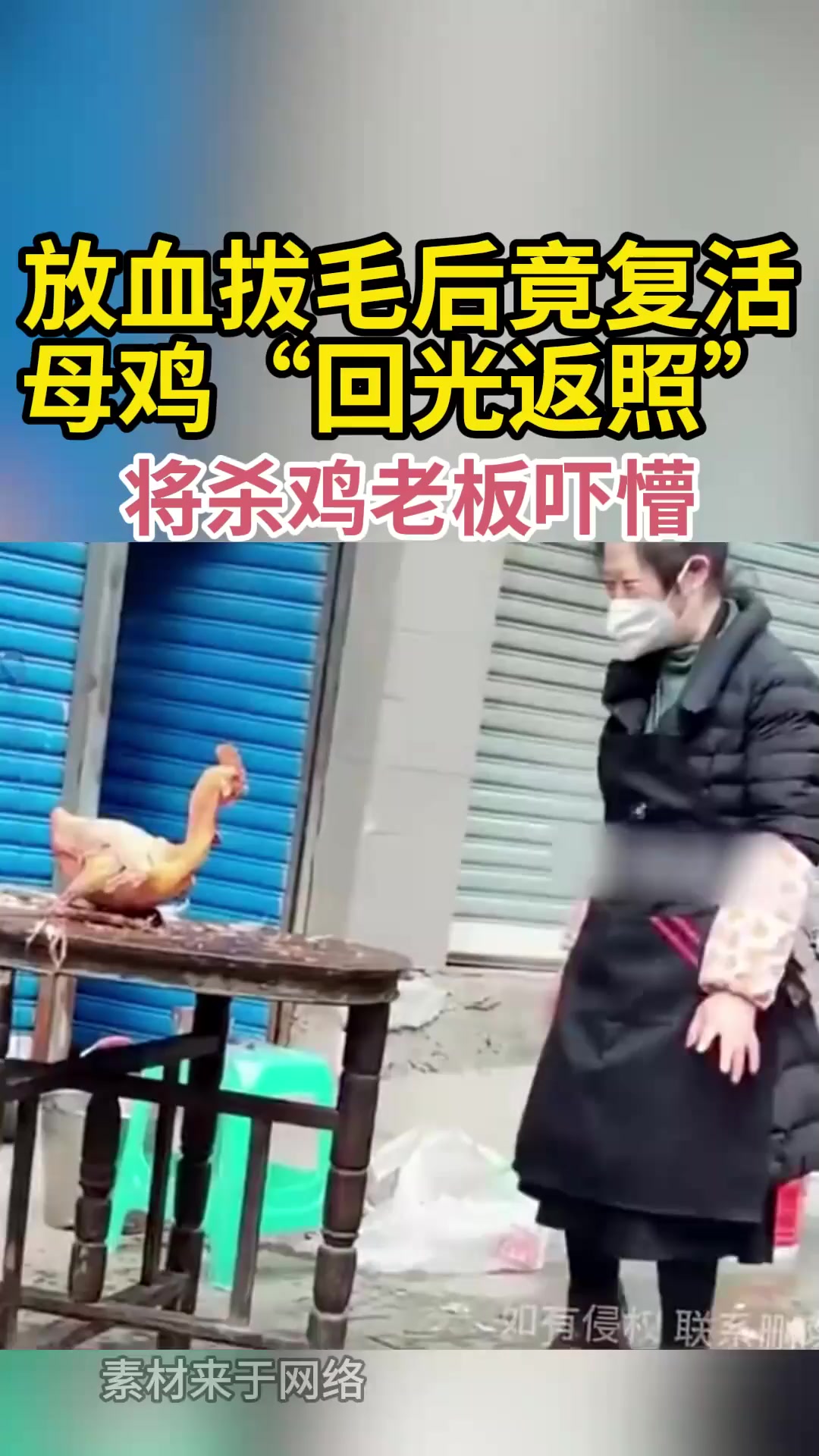 放血拔毛后竟复活 母鸡“回光返照”将杀鸡老板吓懵
